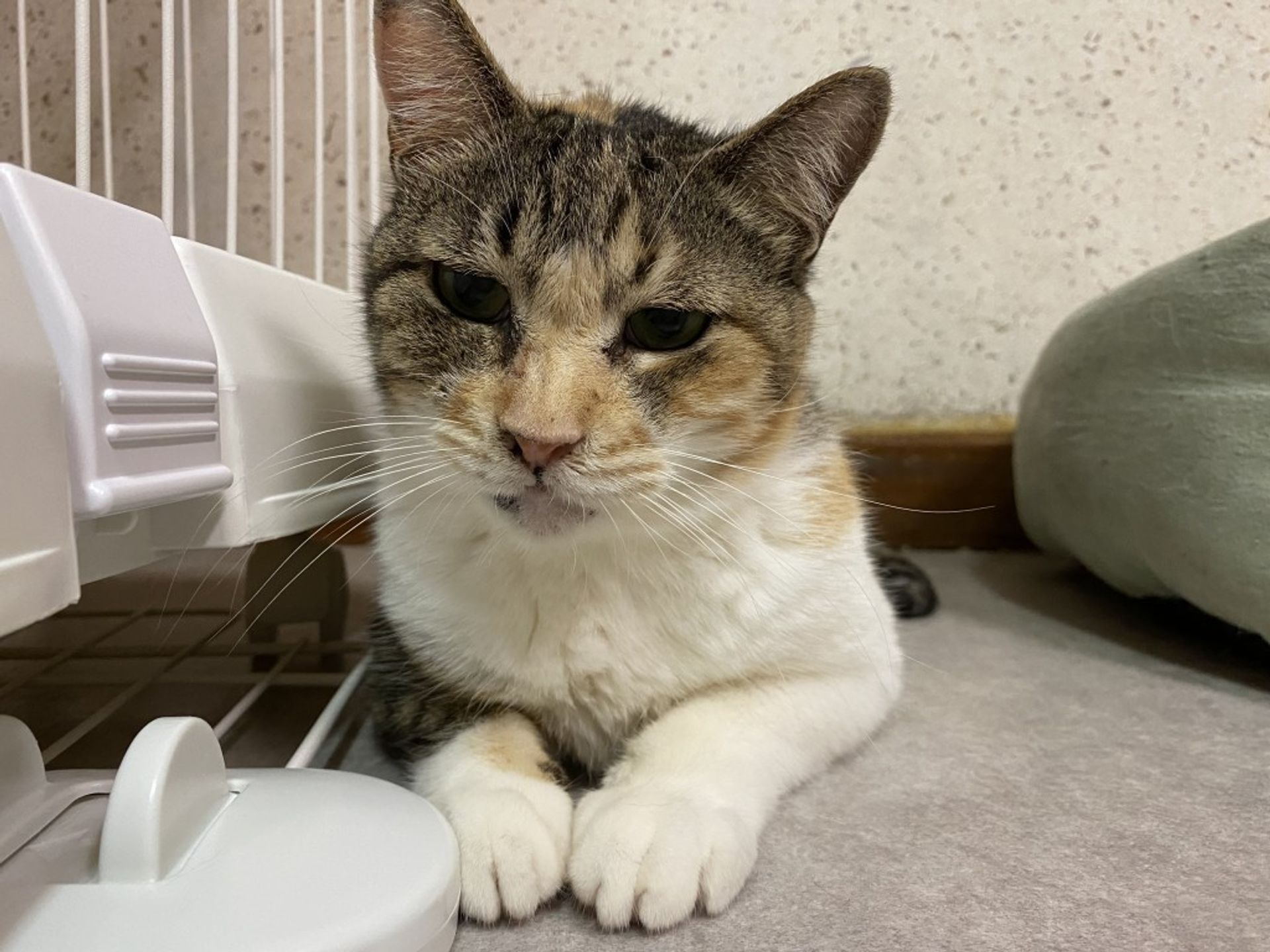 雑種（ミックス猫）・メスの里親募集の写真