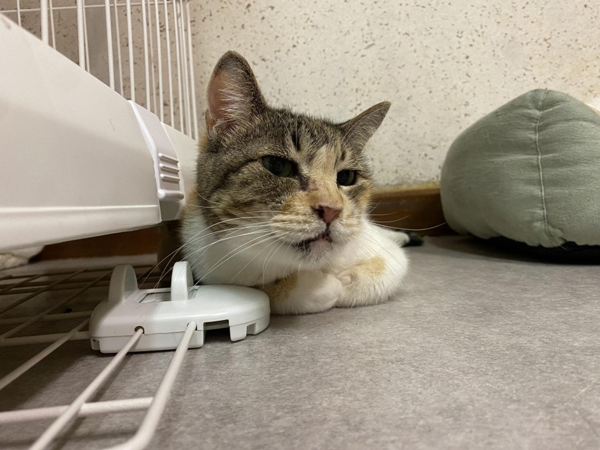 pet-image-3