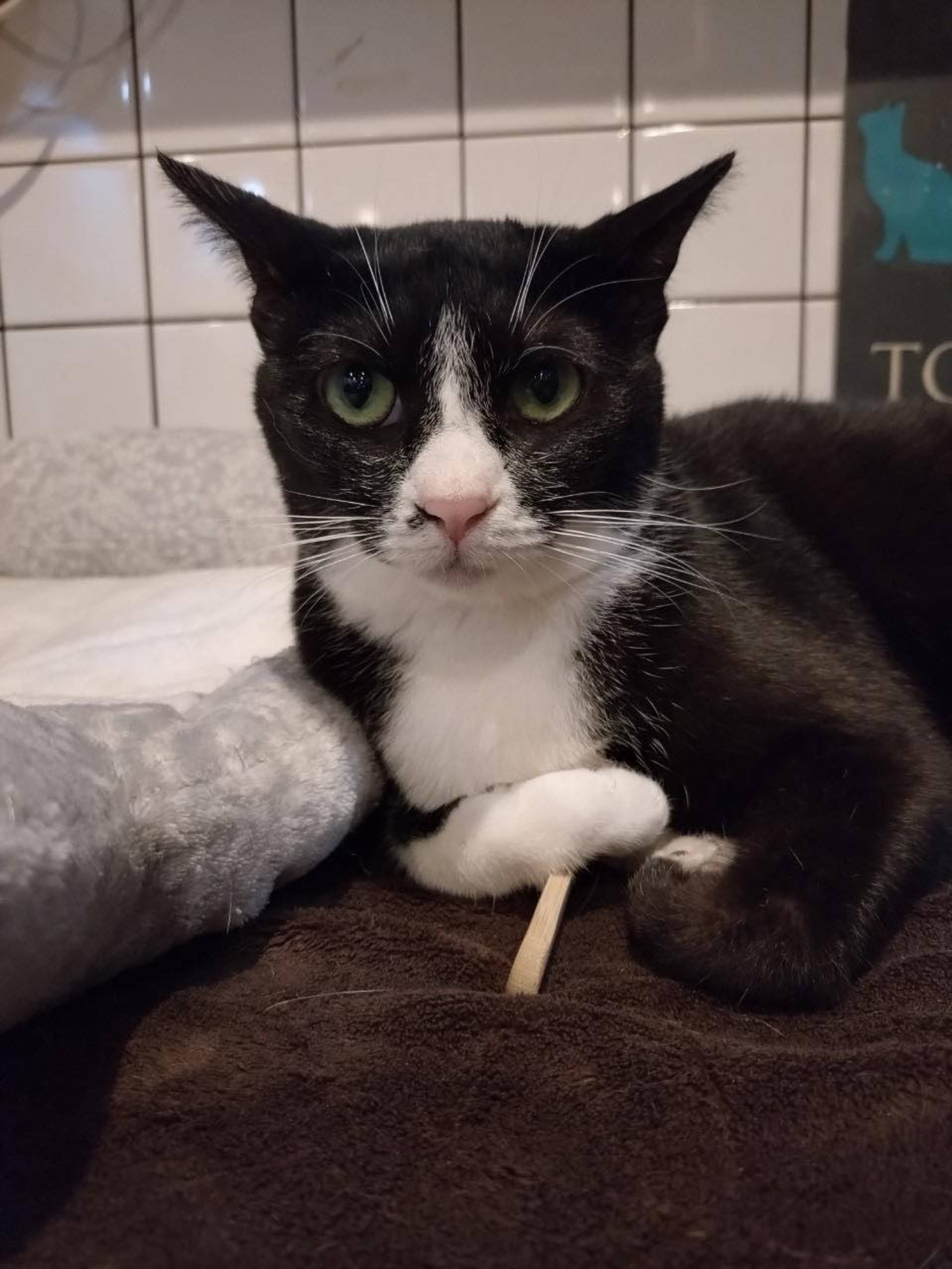 雑種（ミックス猫）・メスの里親募集の写真