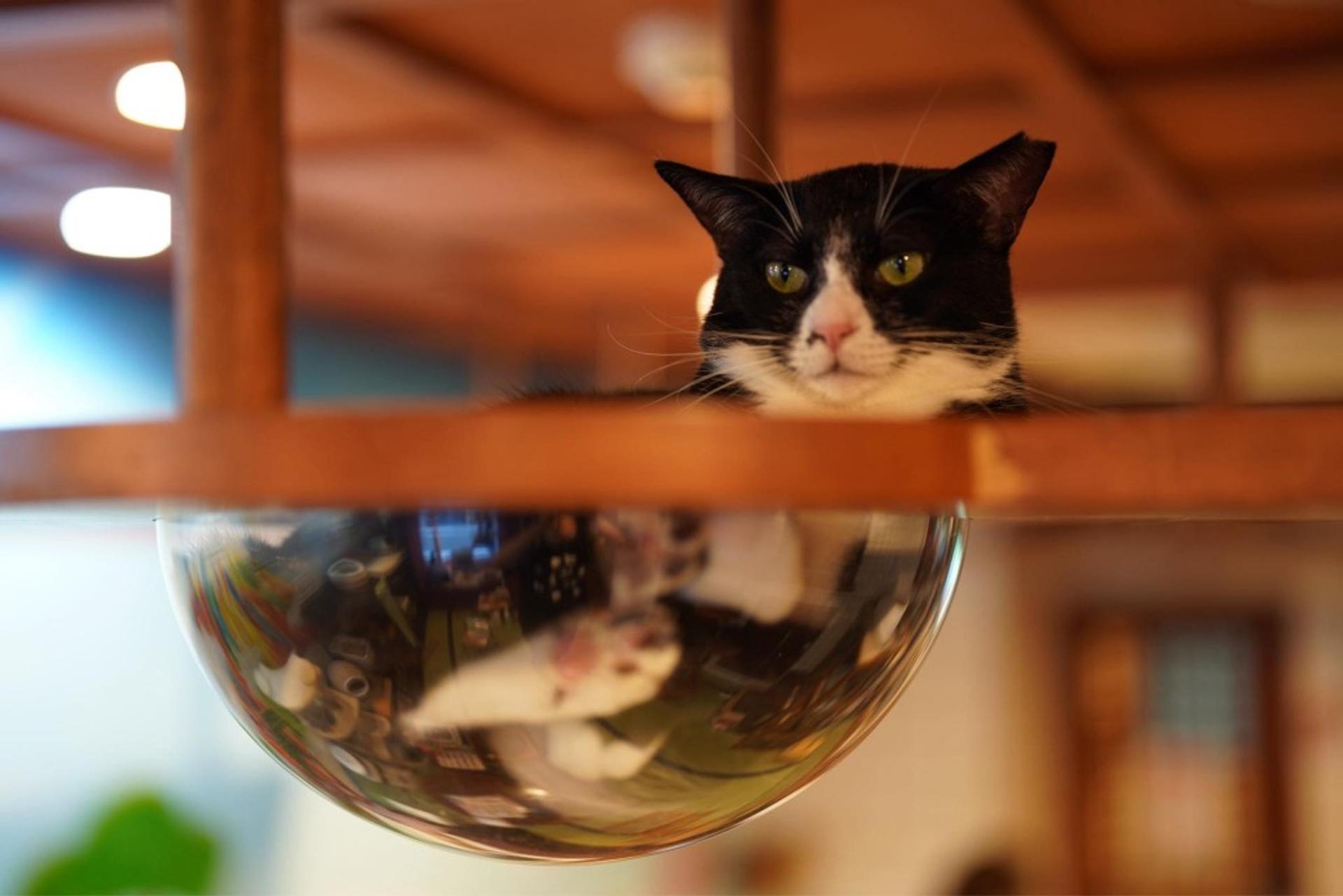 pet-image-3
