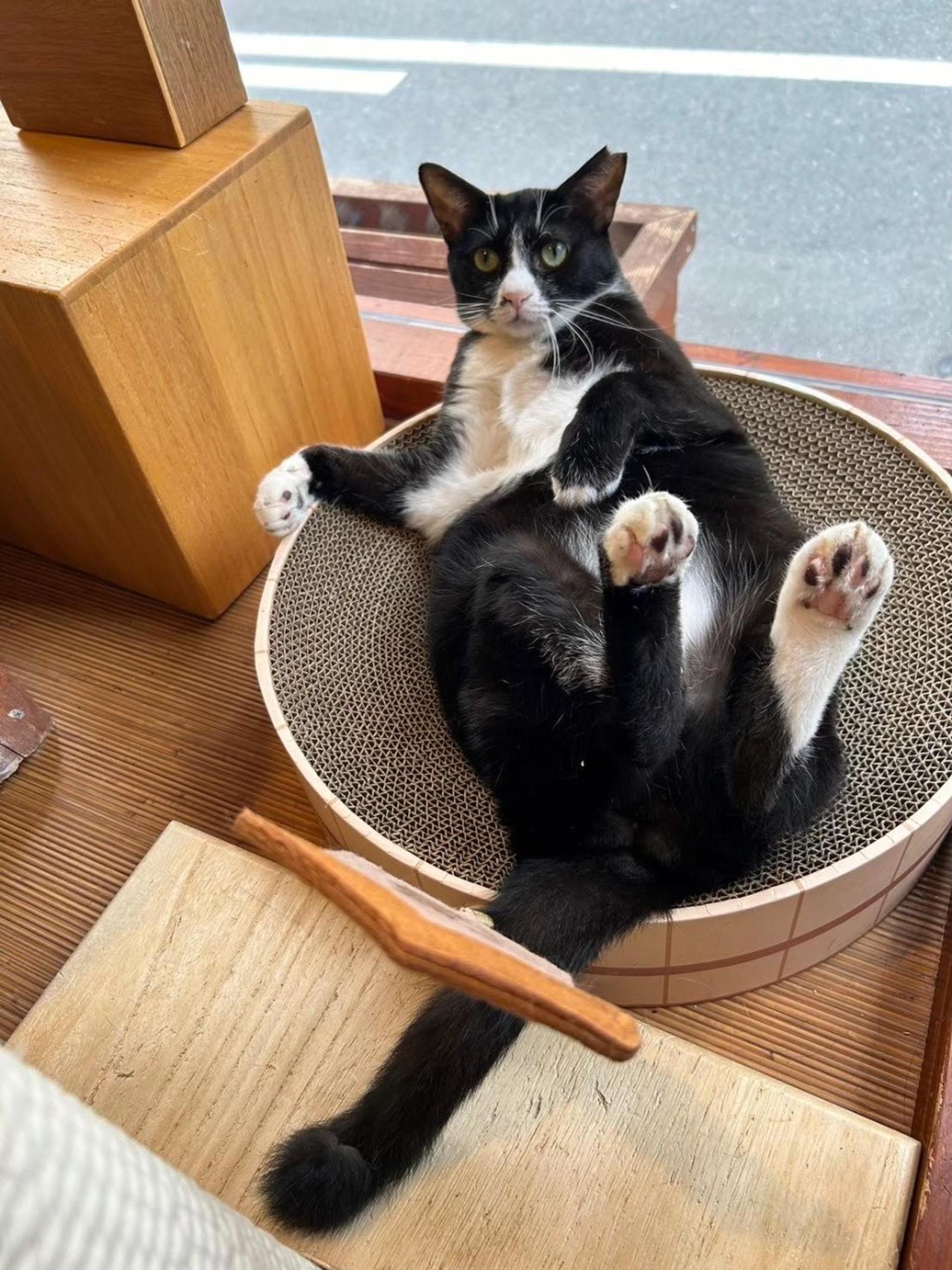 pet-image-5