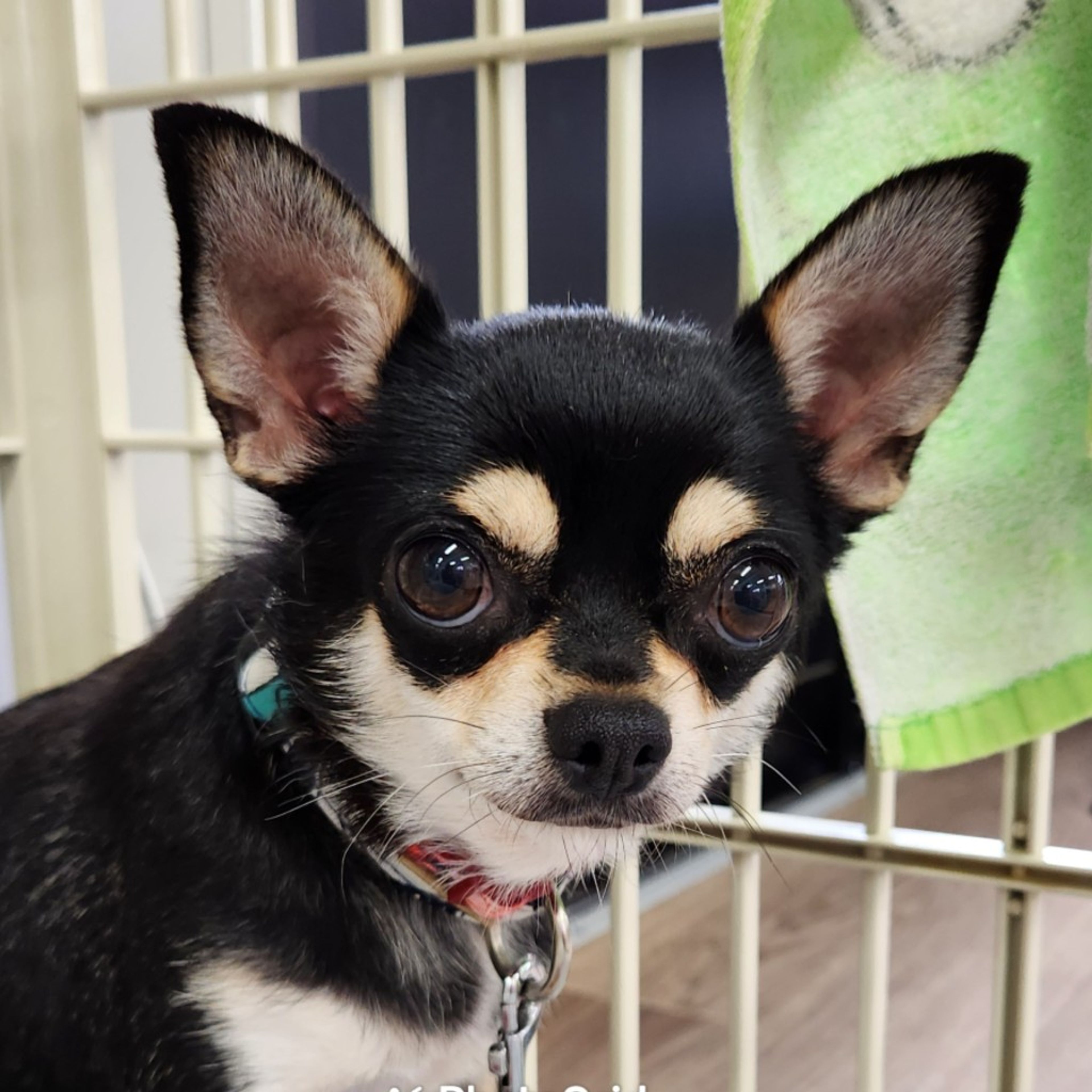 pet-image-2