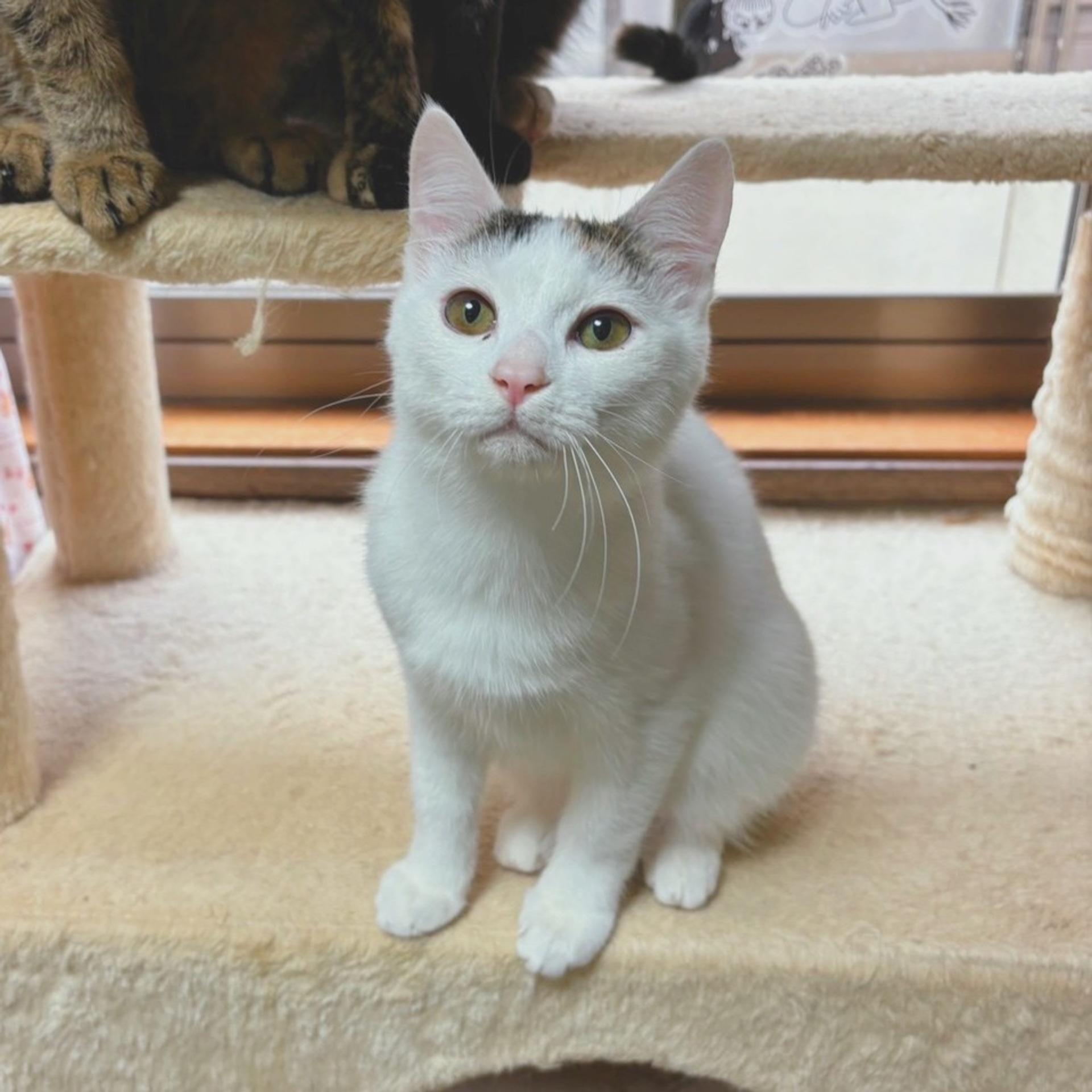 pet-image-2