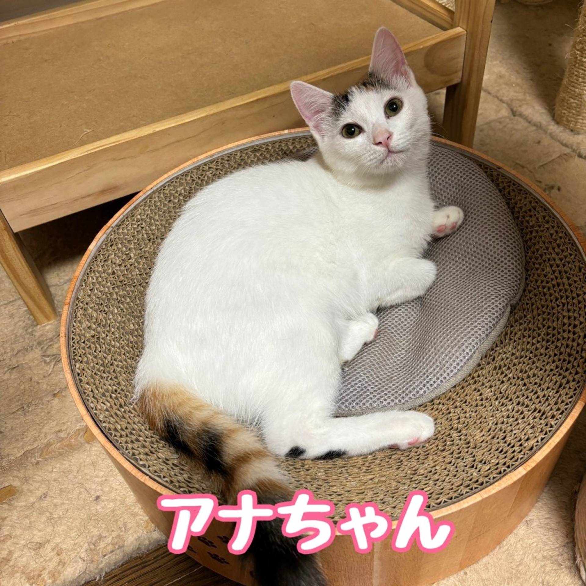 雑種（ミックス猫）・メスの里親募集の写真