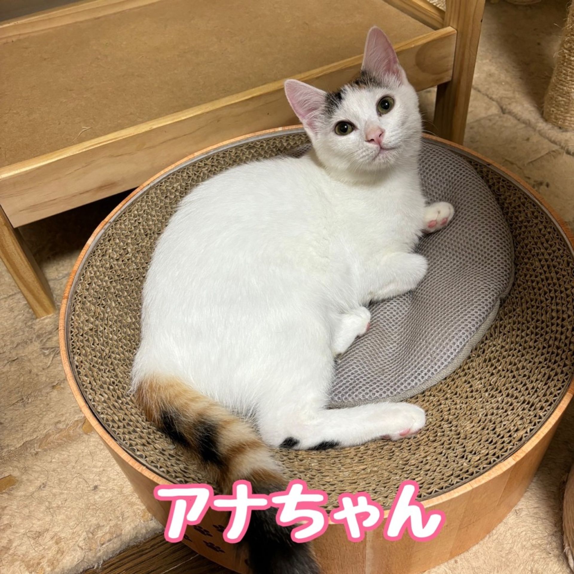 雑種（ミックス猫）・メスの里親募集の写真