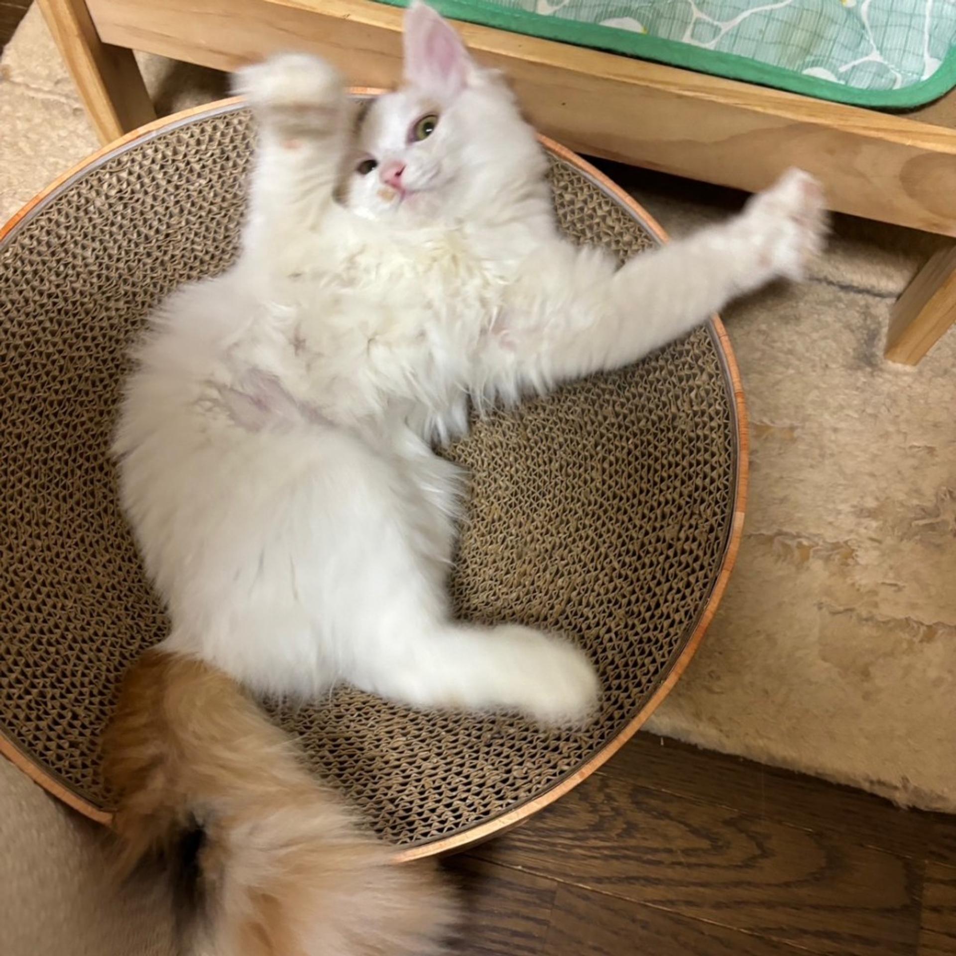 pet-image-3