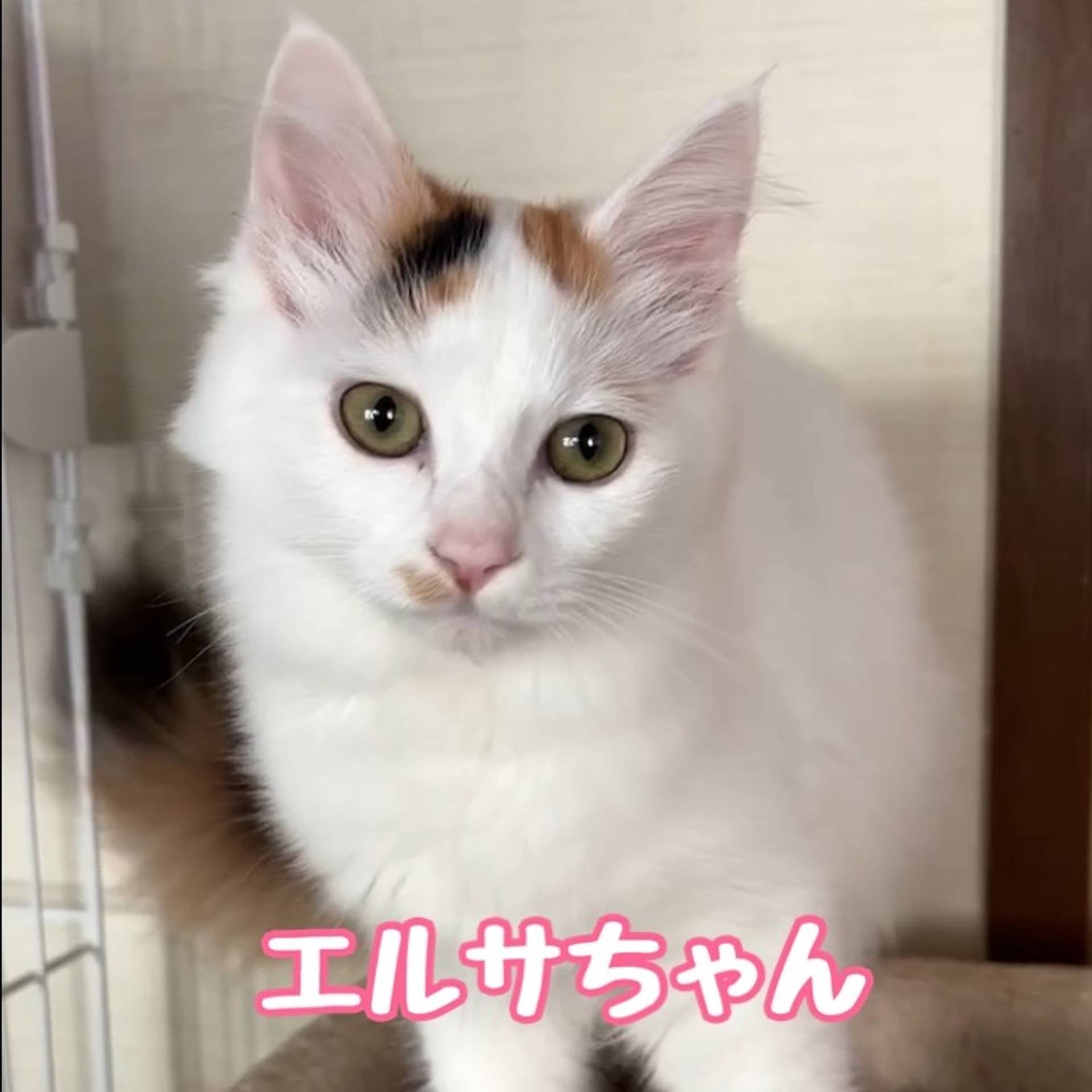 雑種（ミックス猫）・メスの里親募集の写真