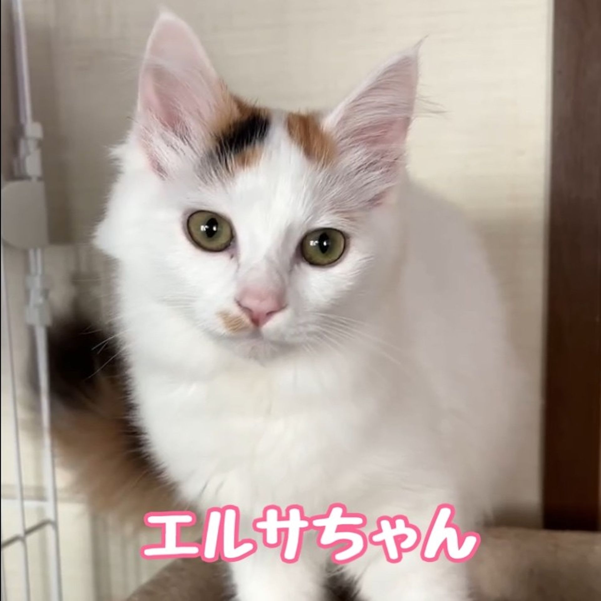 雑種（ミックス猫）・メスの里親募集の写真