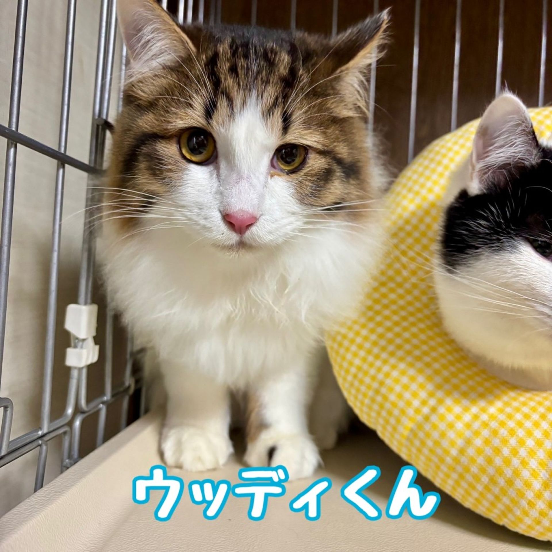 雑種（ミックス猫）・オスの里親募集の写真