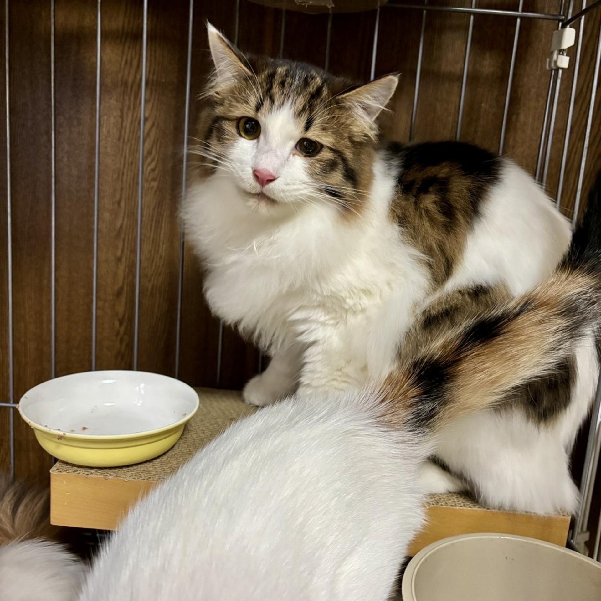 pet-image-4