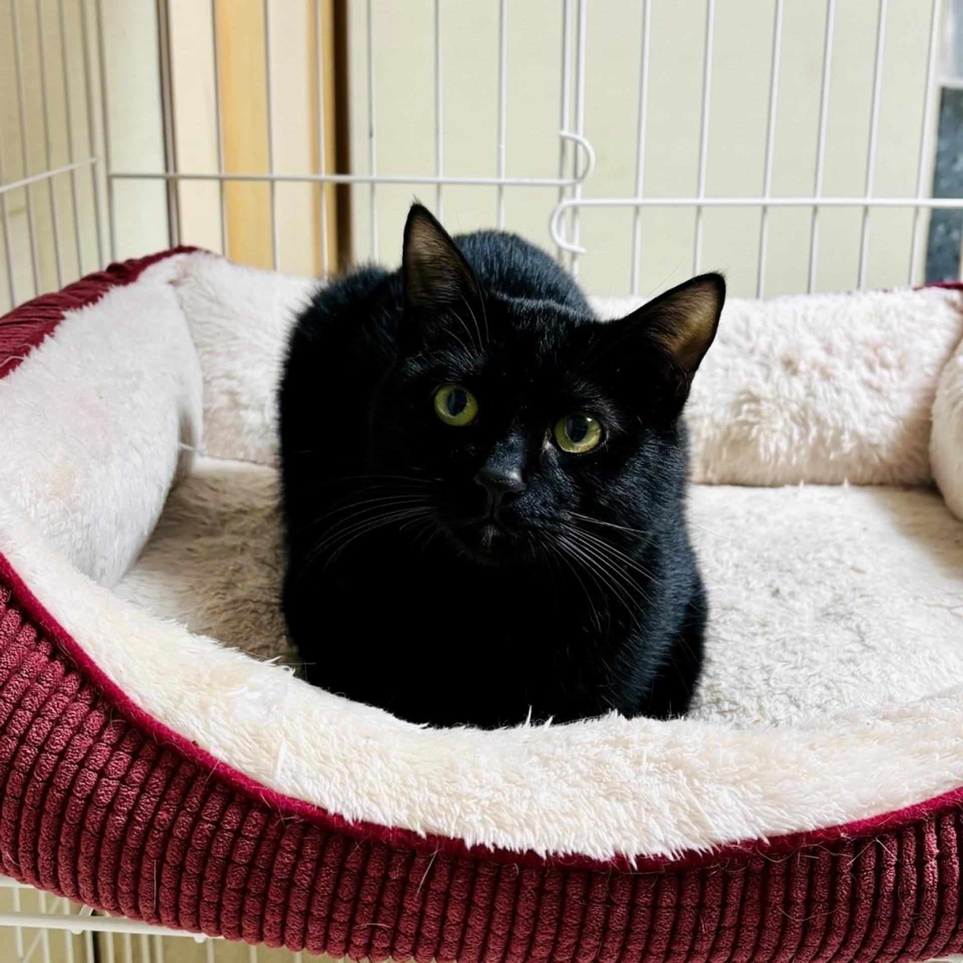 pet-image-2