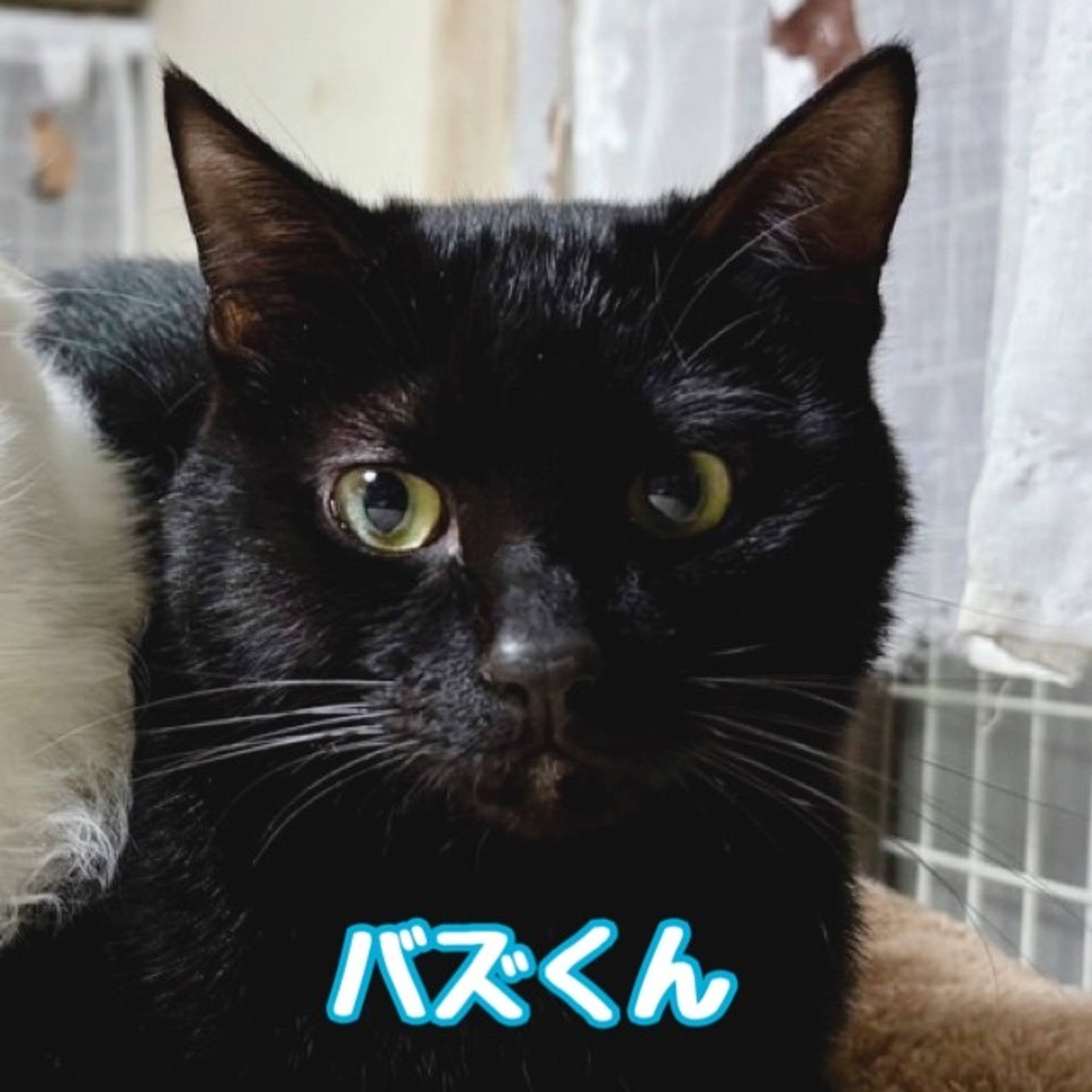雑種（ミックス猫）・オスの里親募集の写真
