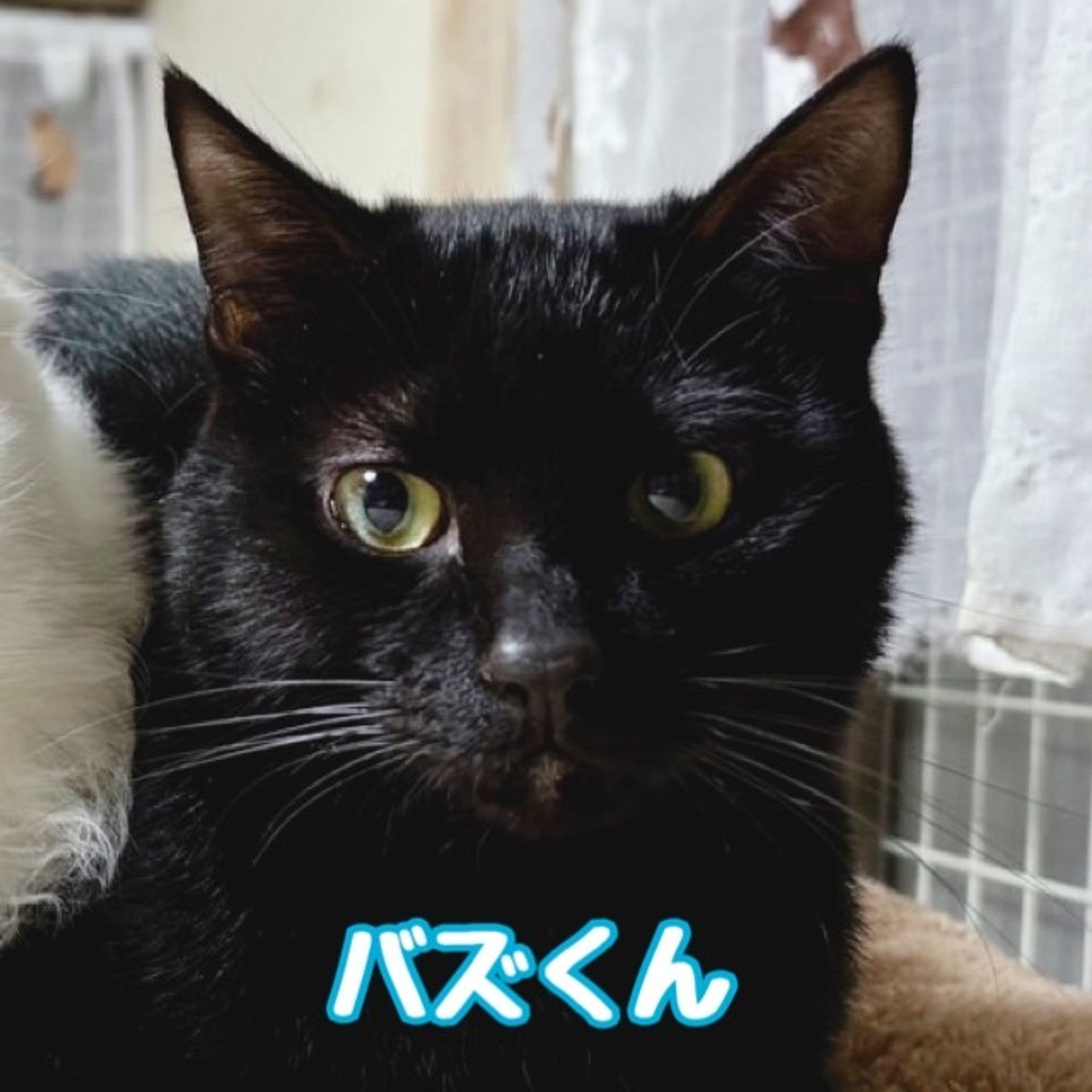 雑種（ミックス猫）・オスの里親募集の写真