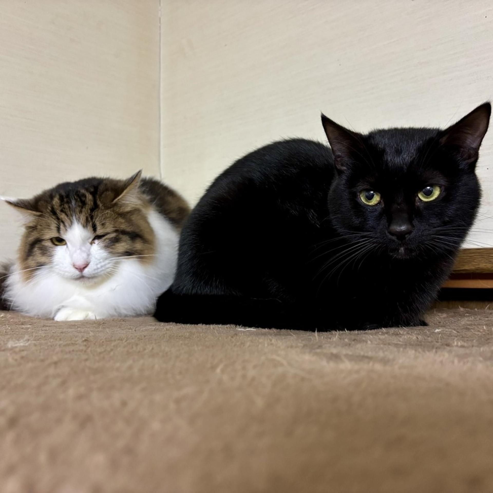 pet-image-5