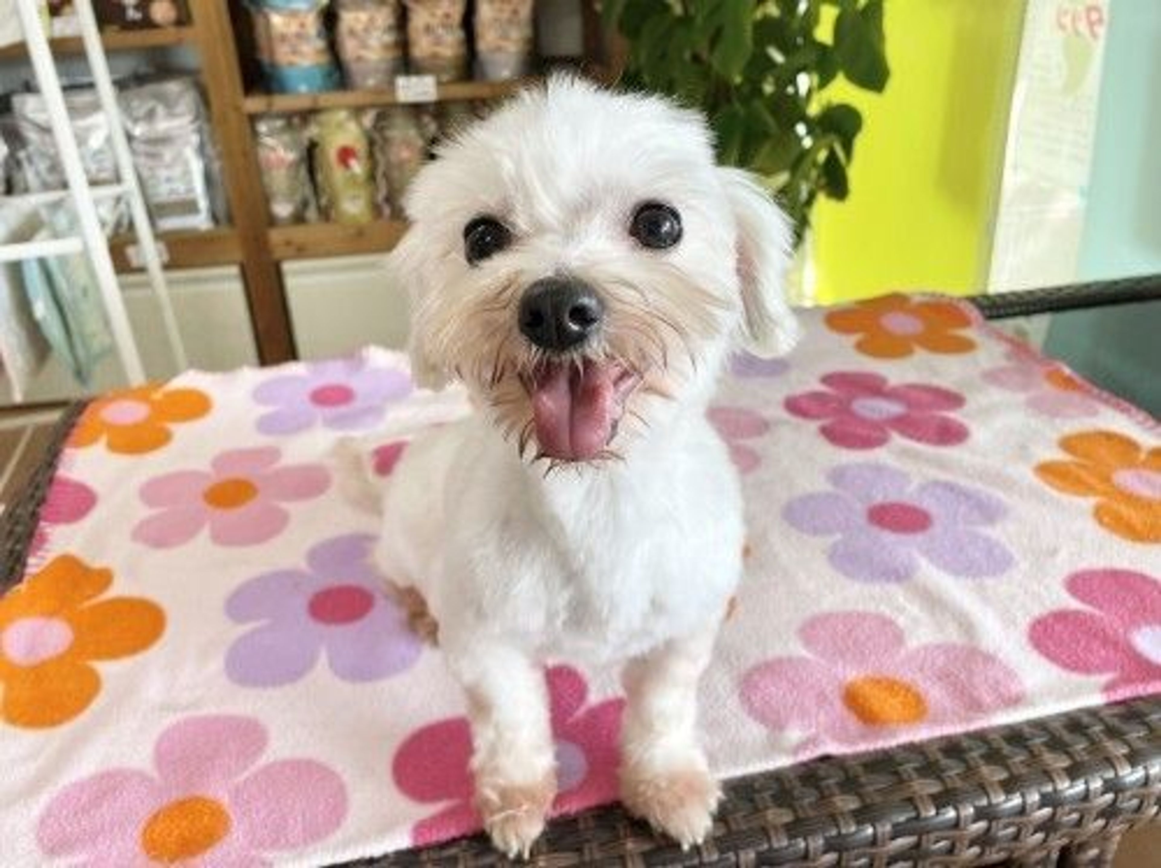 マルチーズ・メスの里親募集の写真