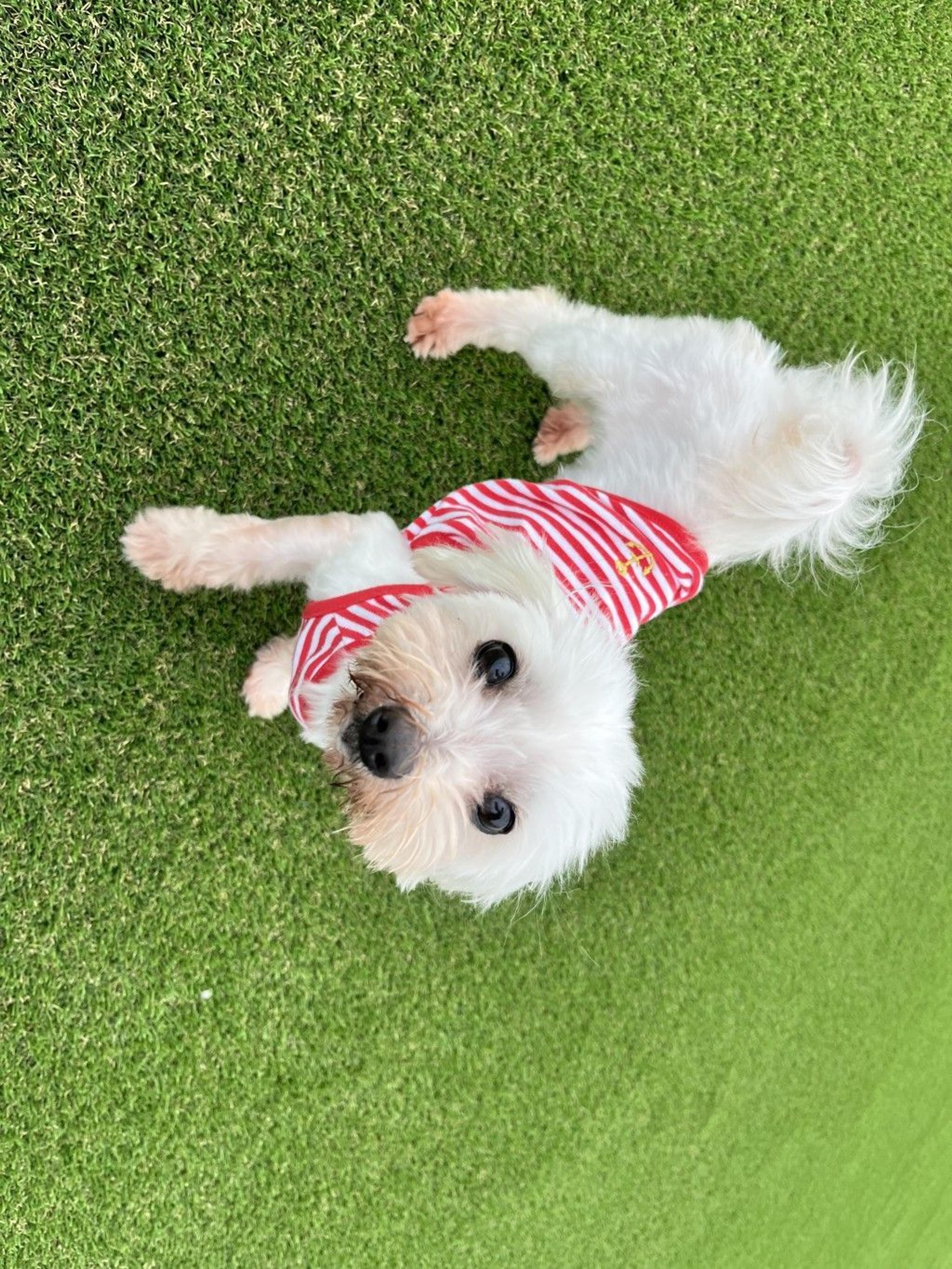 pet-image-2