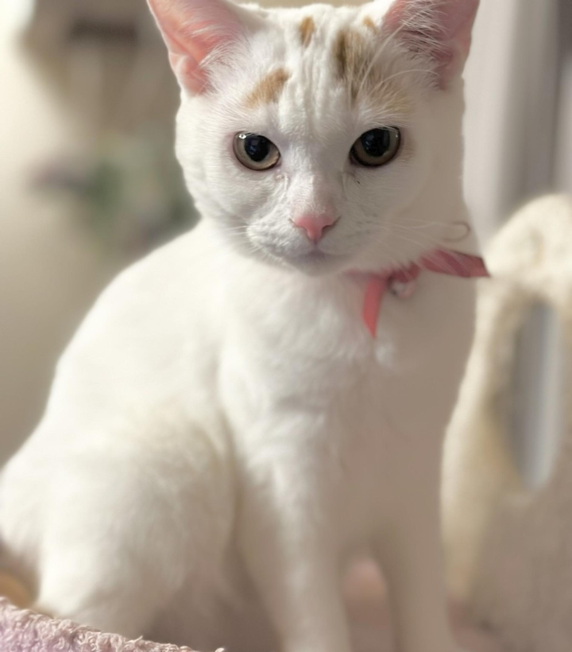 pet-image-5