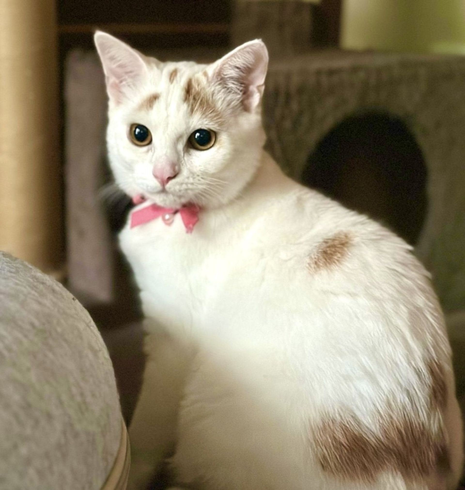 雑種（ミックス猫）・メスの里親募集の写真