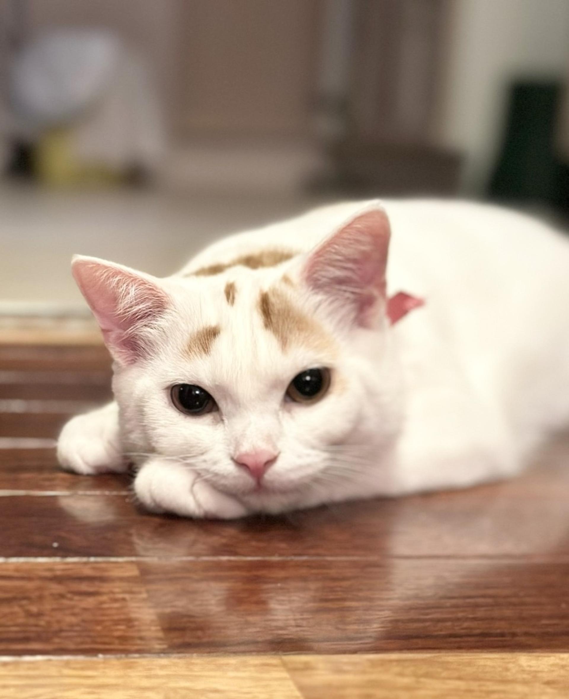 pet-image-3