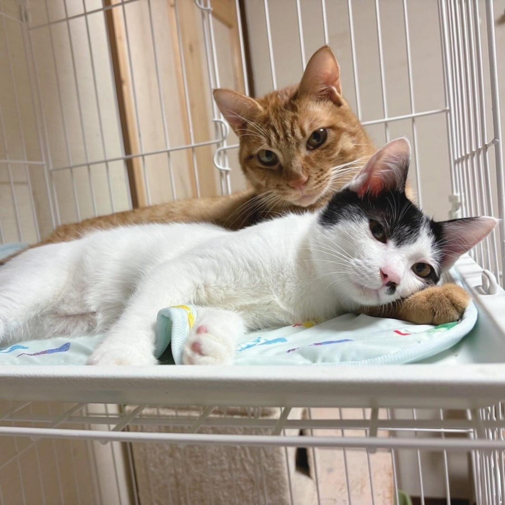 pet-image-4