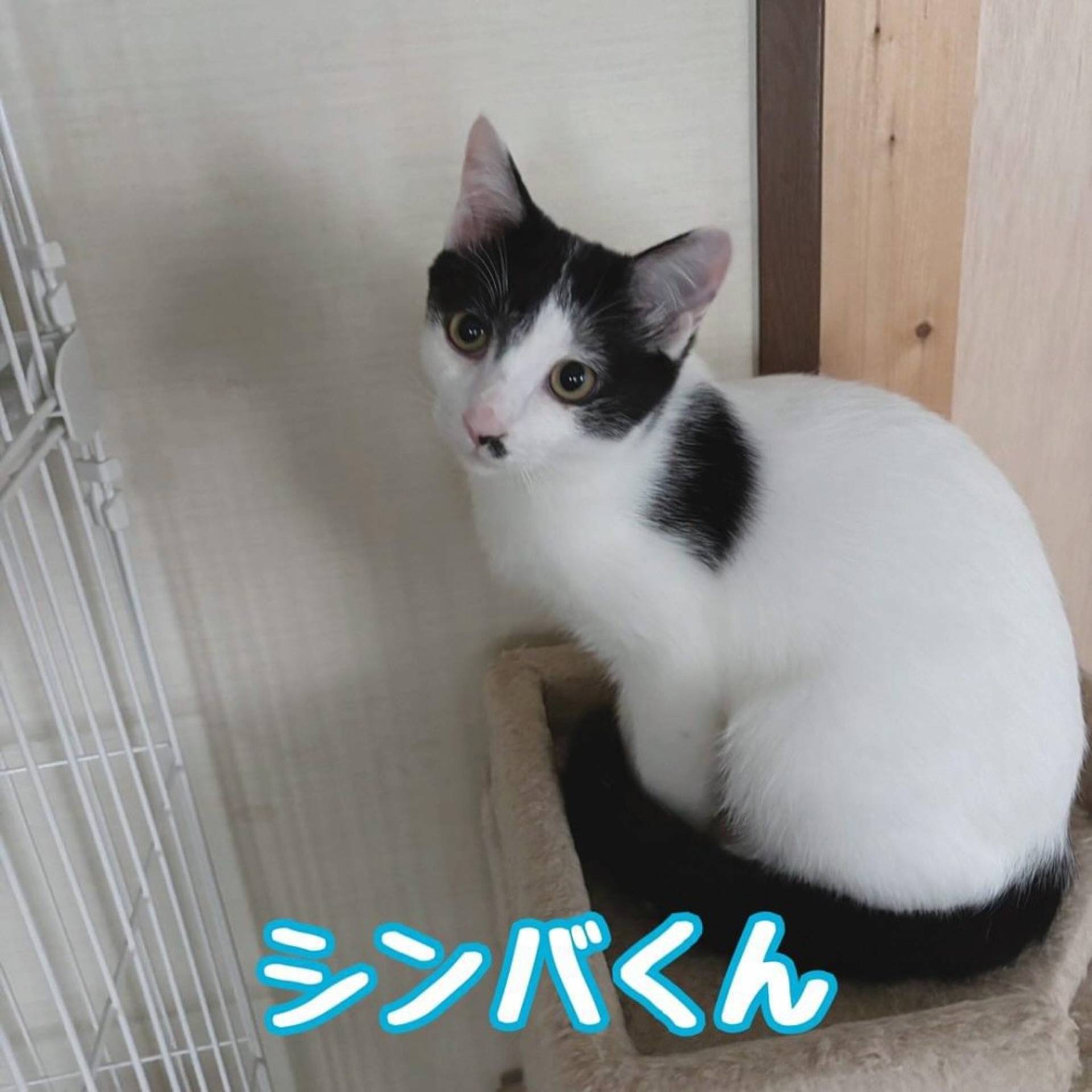 雑種（ミックス猫）・オスの里親募集の写真