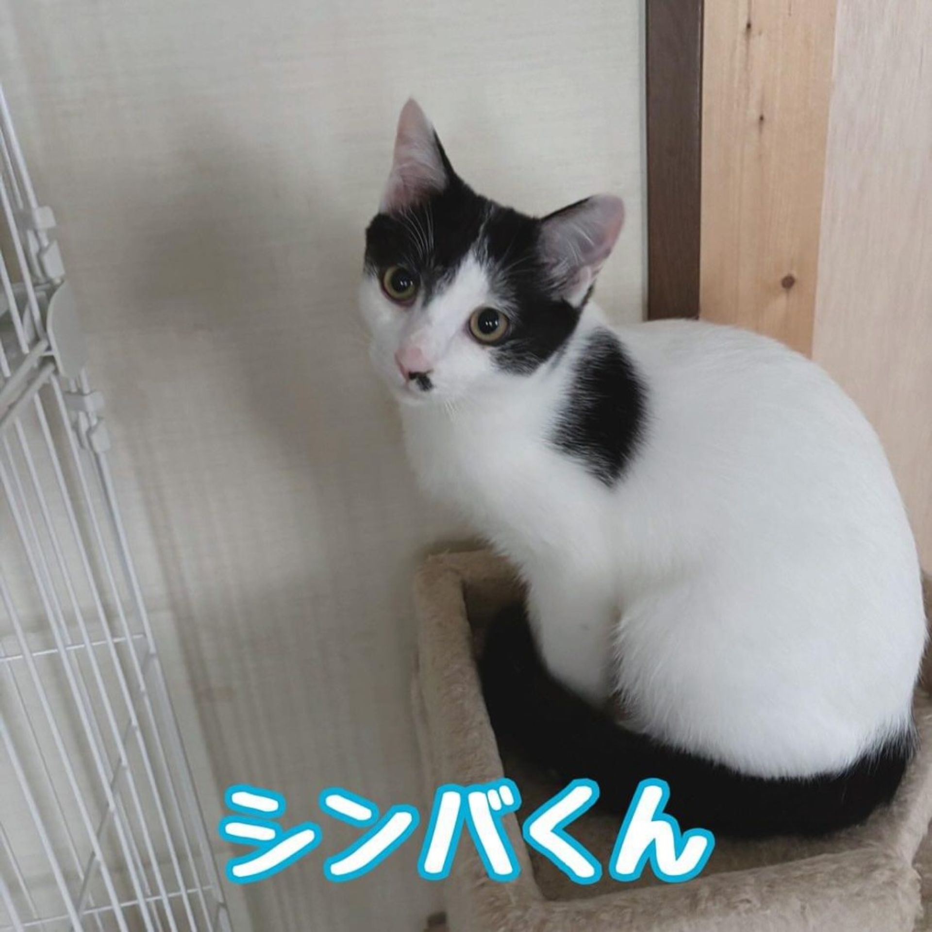 雑種（ミックス猫）・オスの里親募集の写真