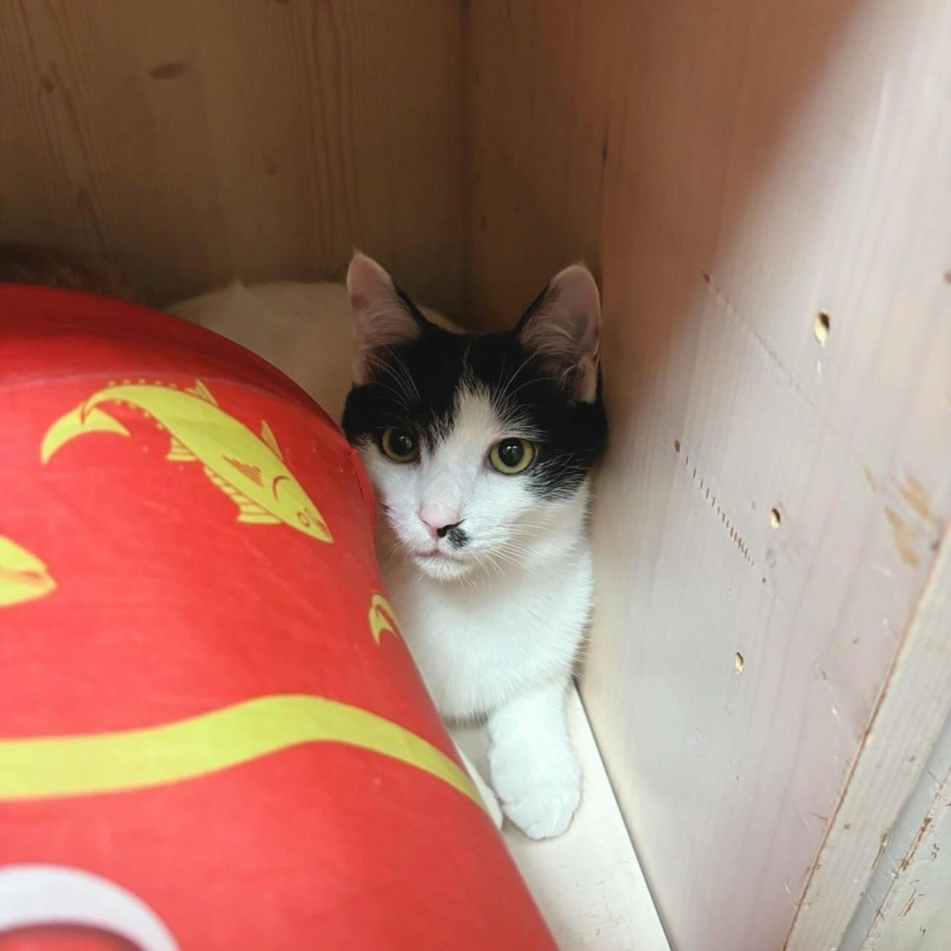 pet-image-2