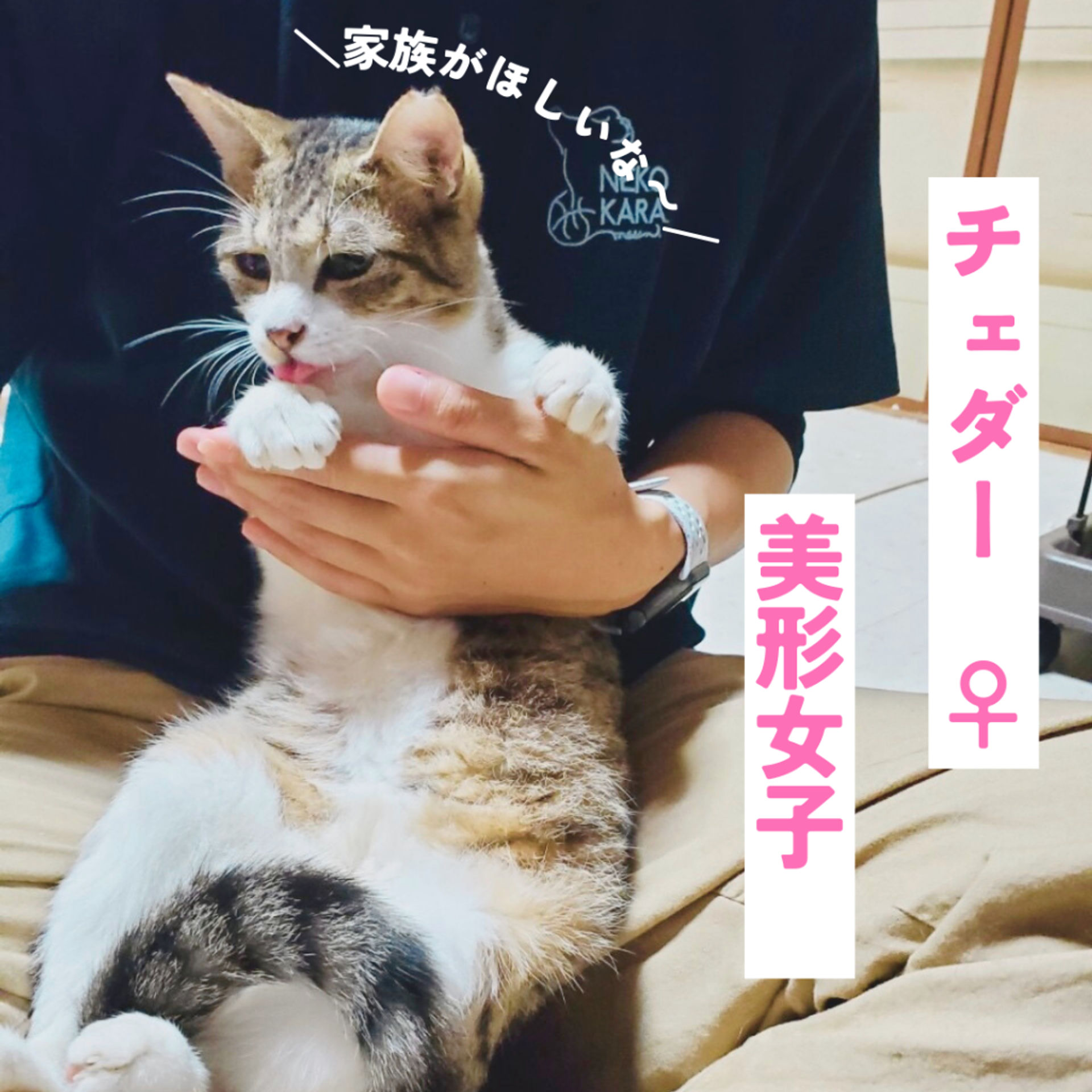 雑種（ミックス猫）・メスの里親募集の写真