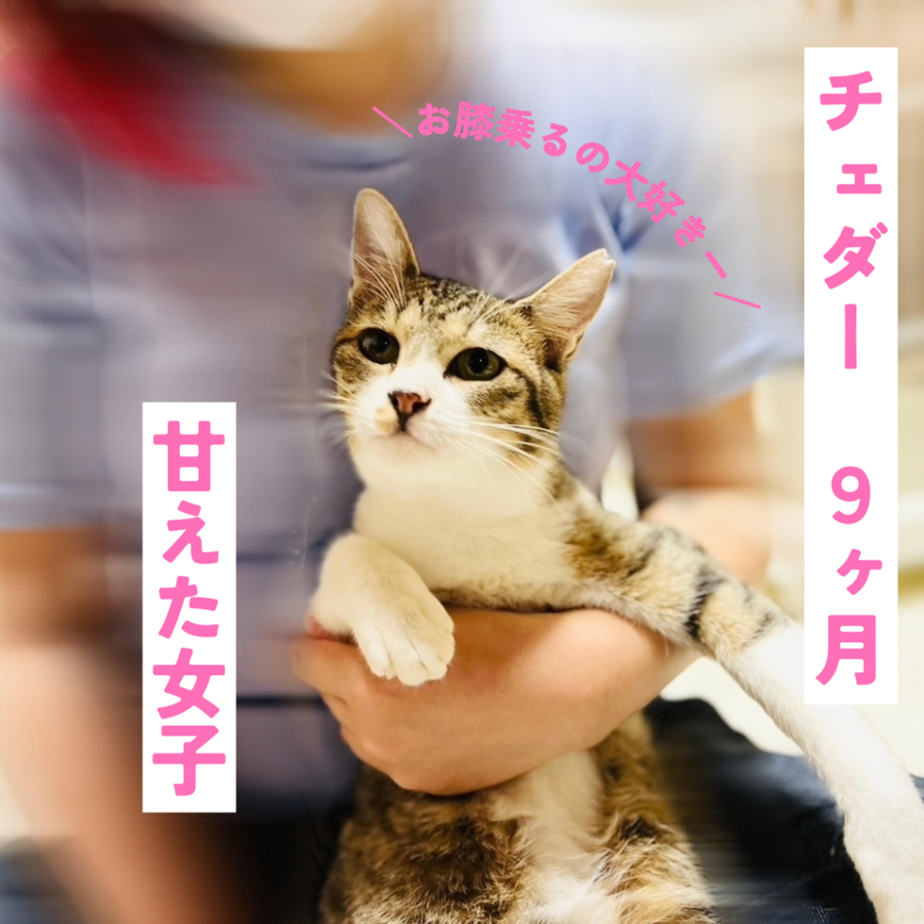 pet-image-3