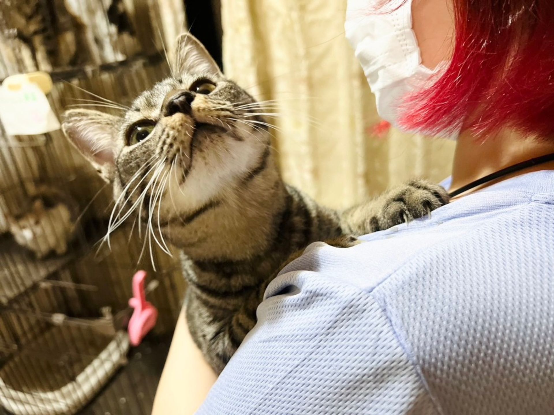 雑種（ミックス猫）・オスの里親募集の写真