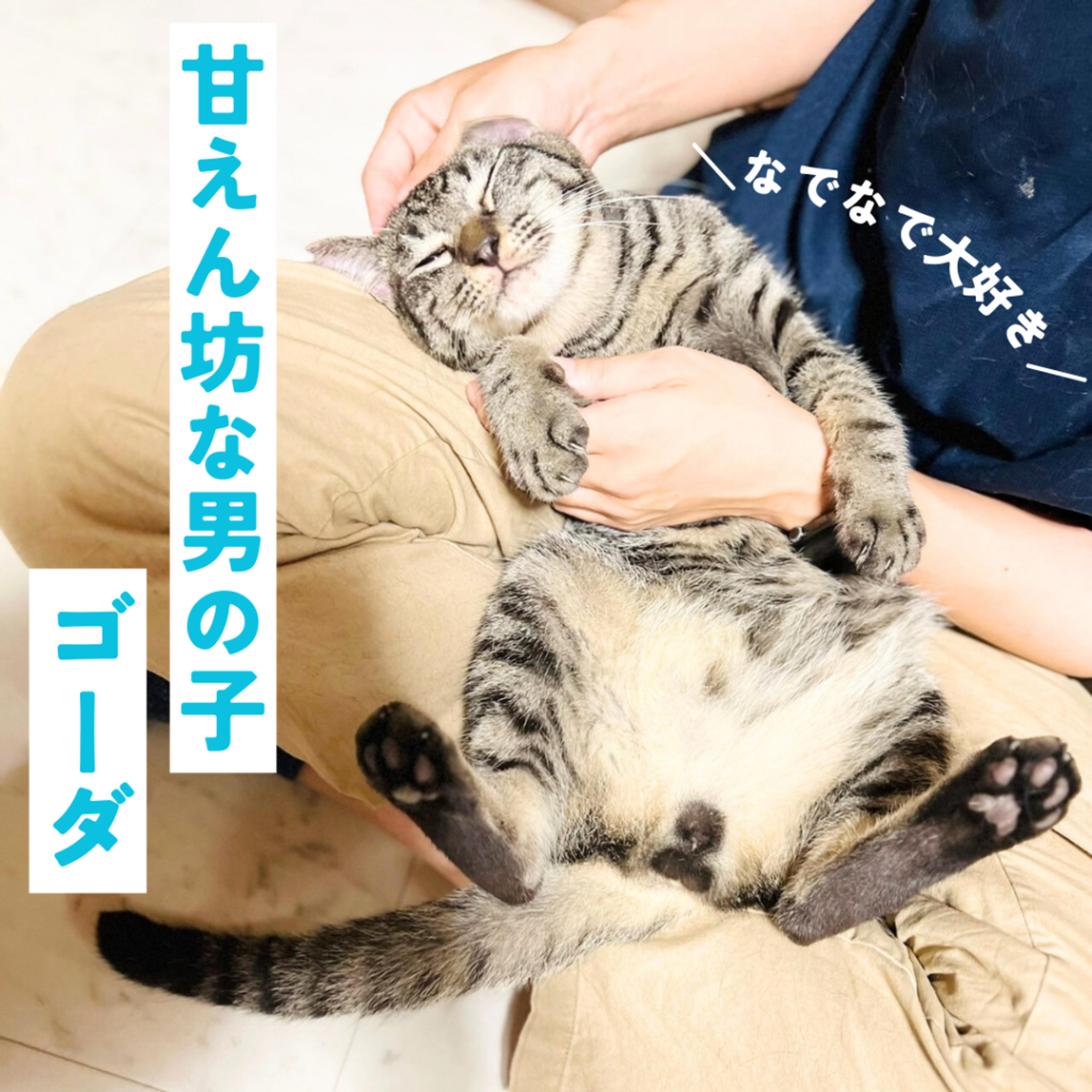pet-image-2