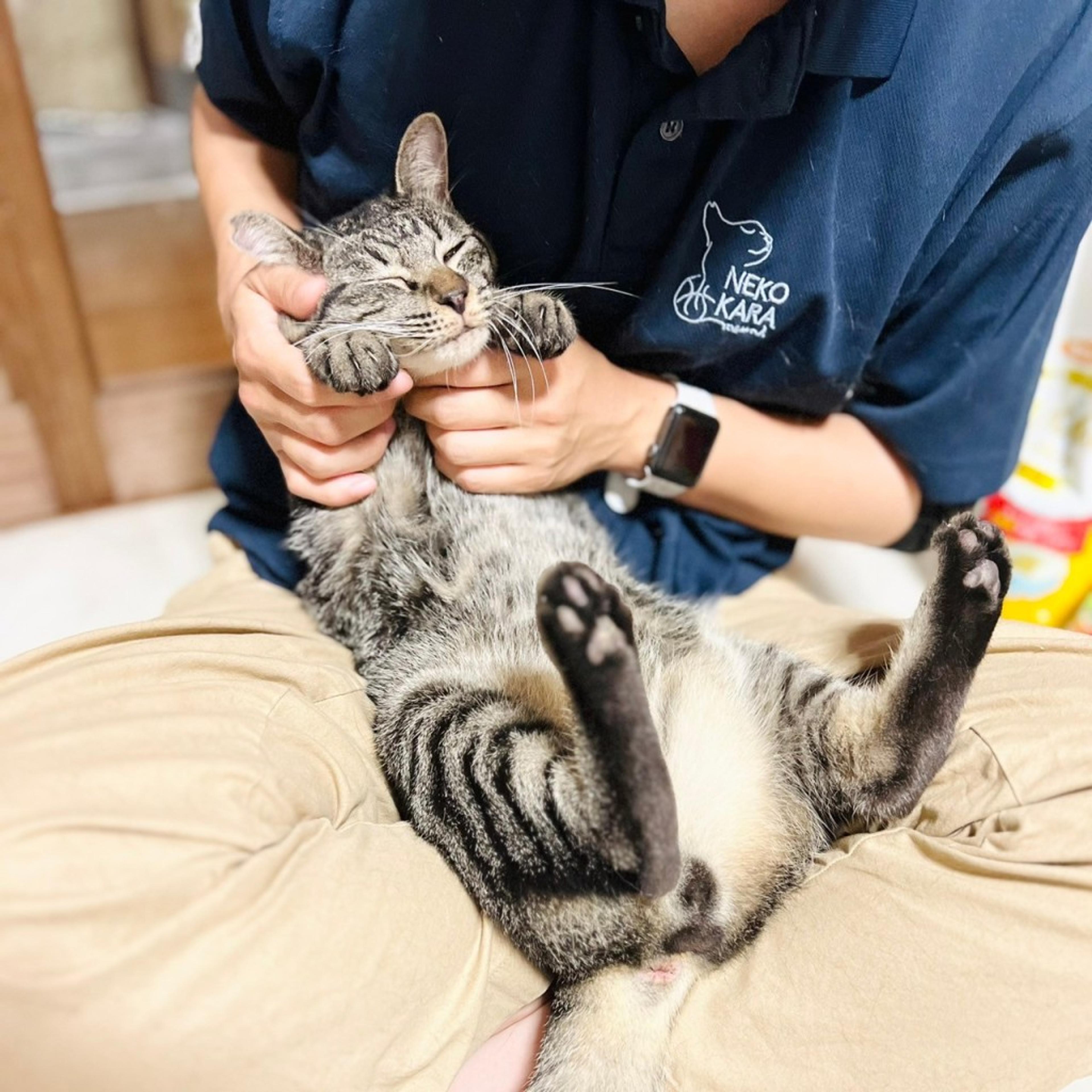pet-image-3