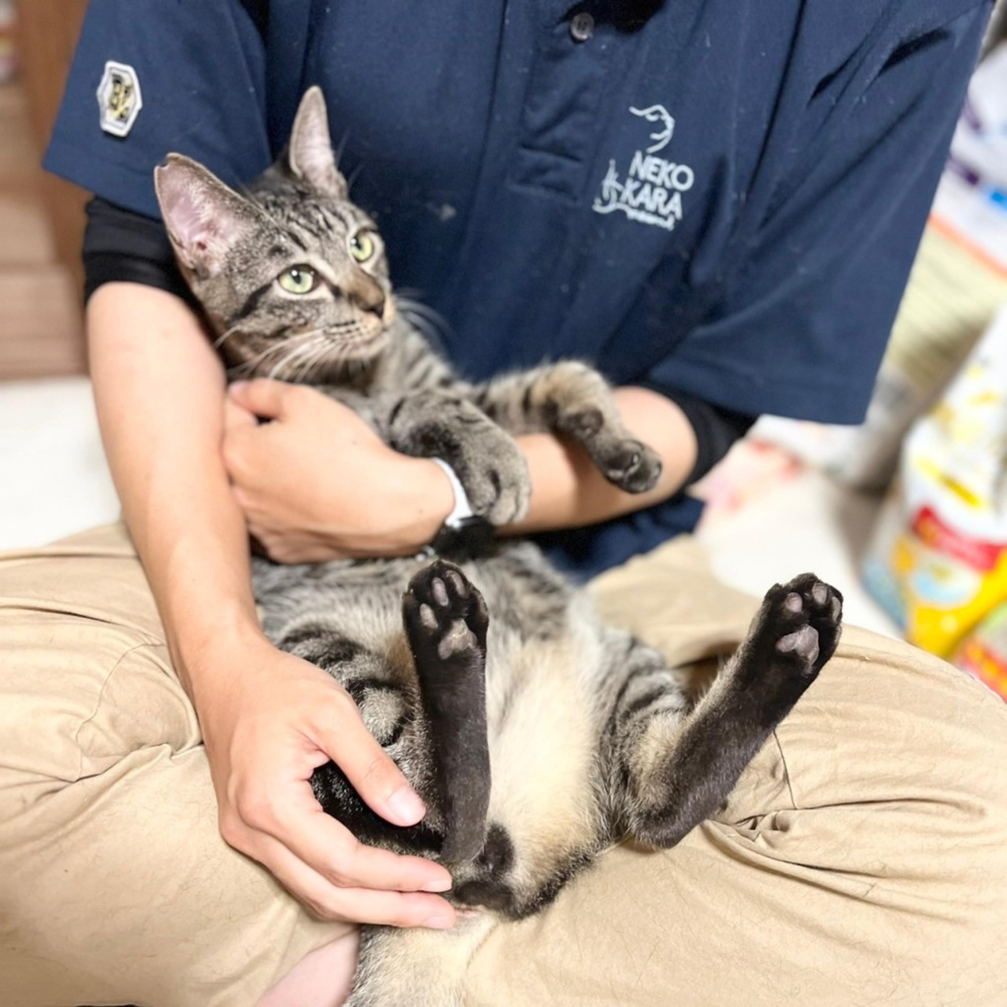 pet-image-4