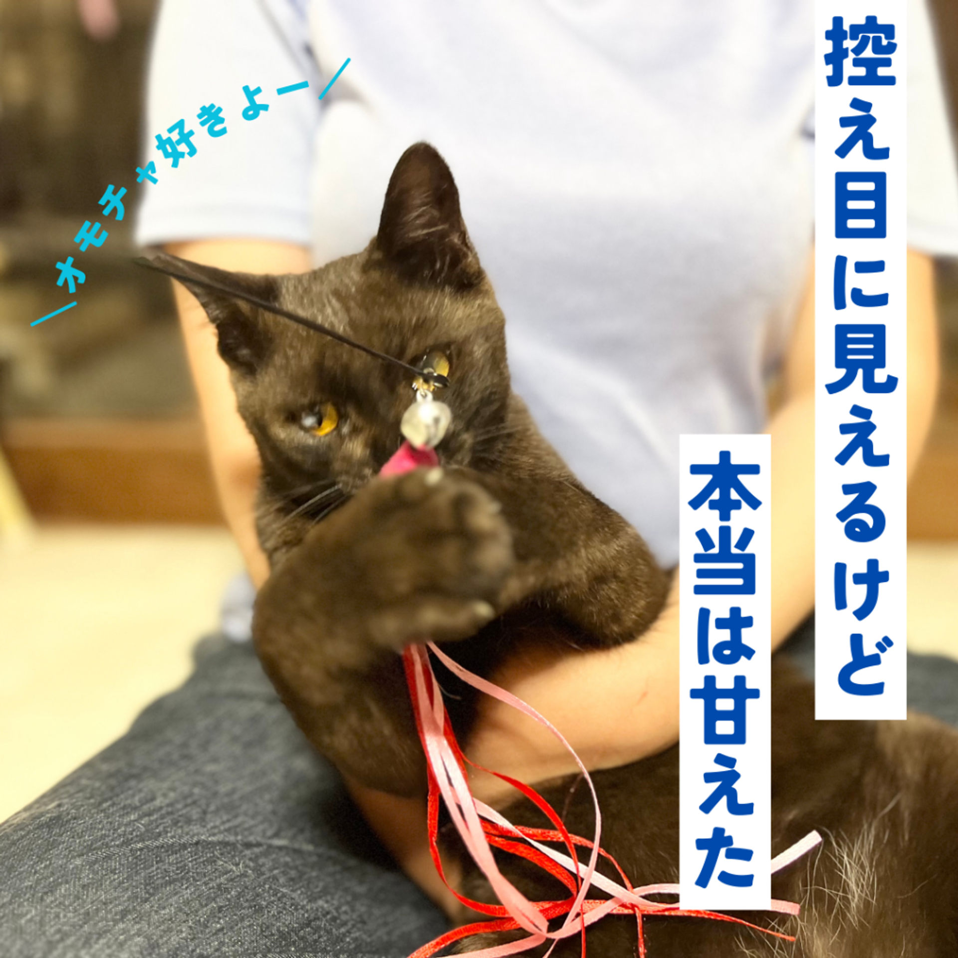 雑種（ミックス猫）・オスの里親募集の写真