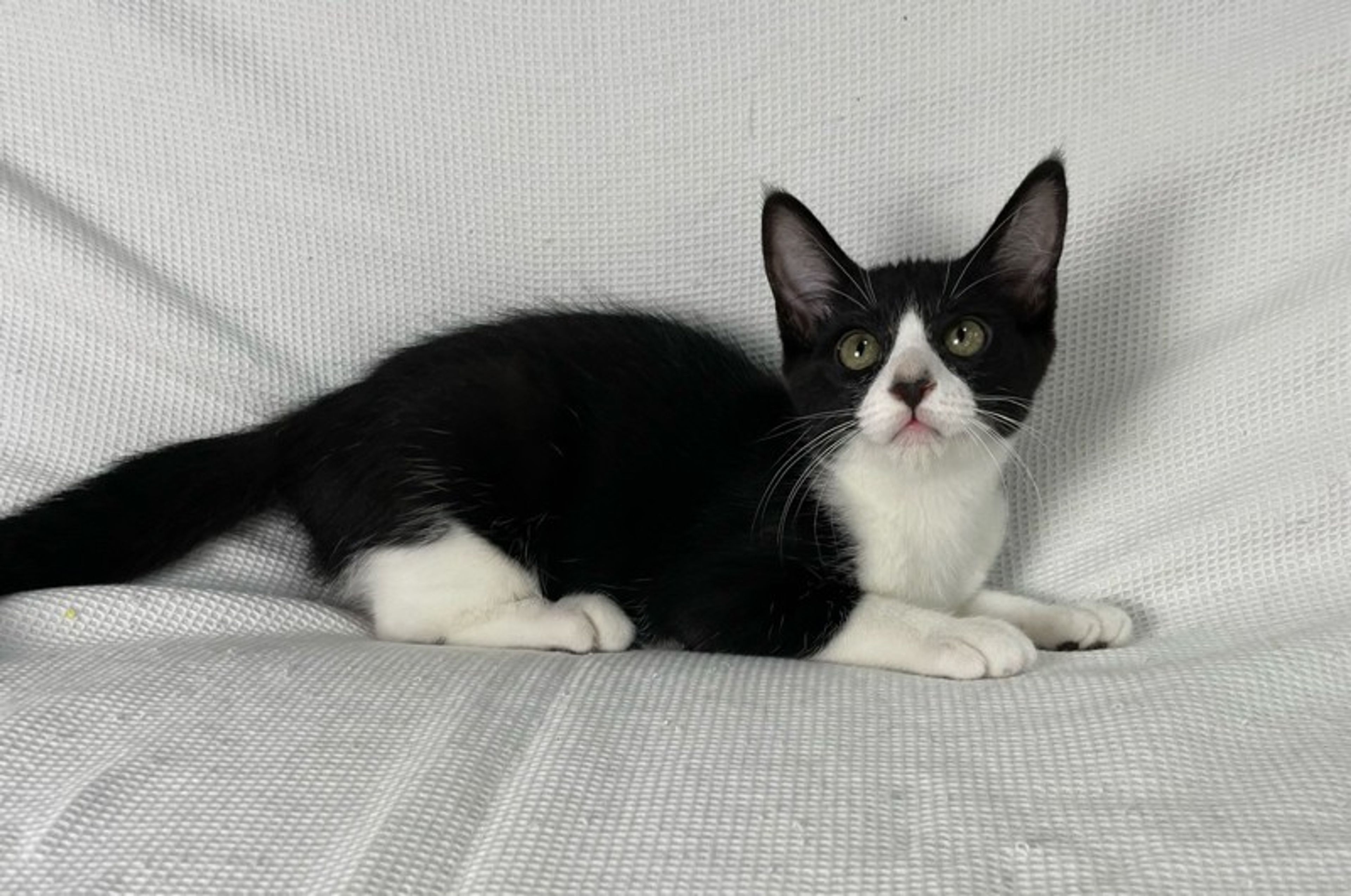 pet-image-4