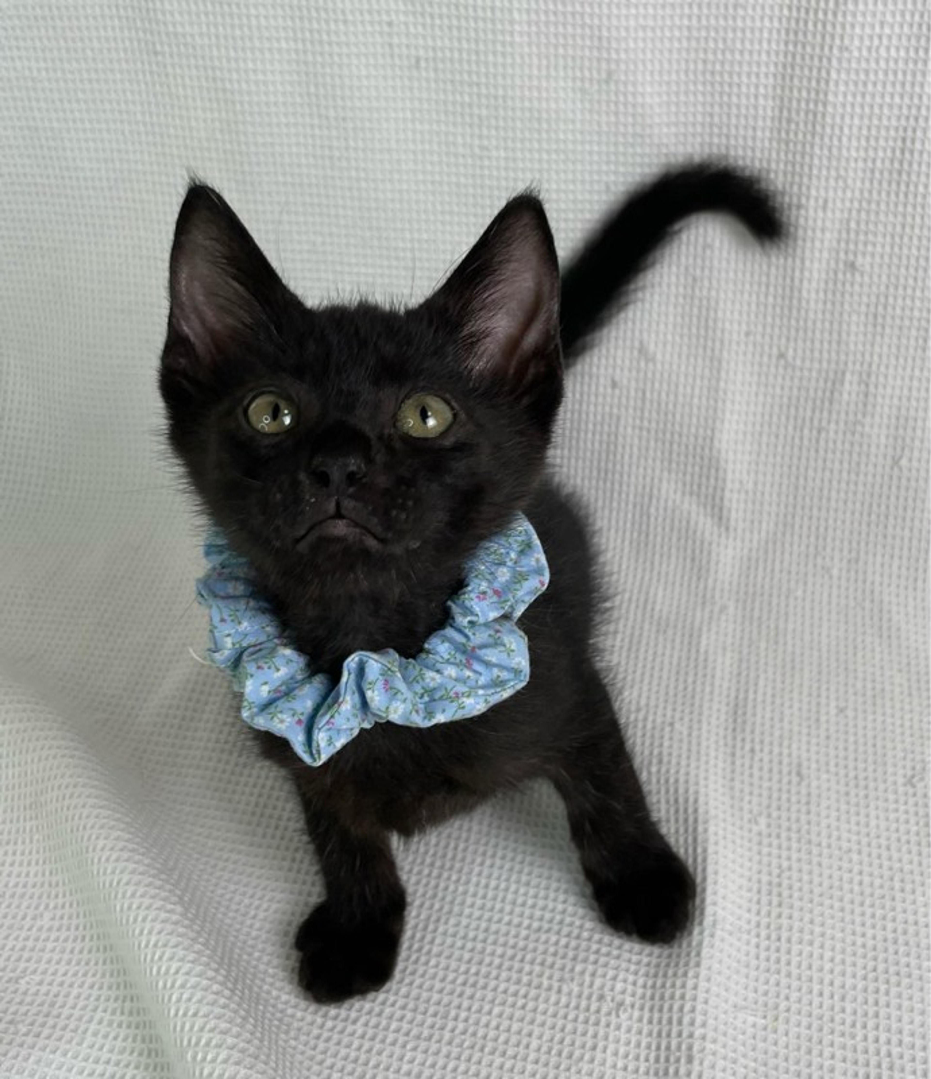 pet-image-2
