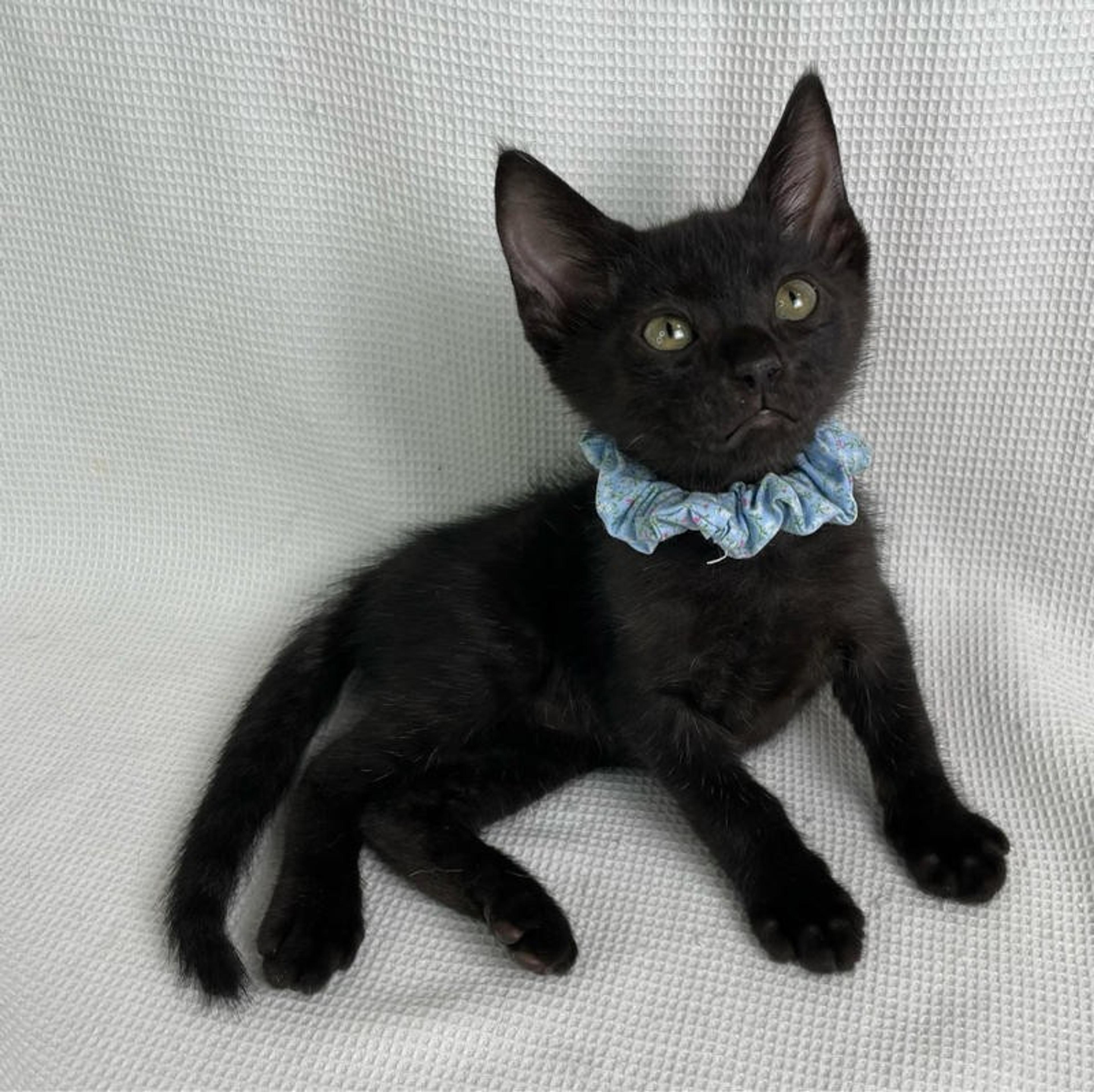pet-image-4