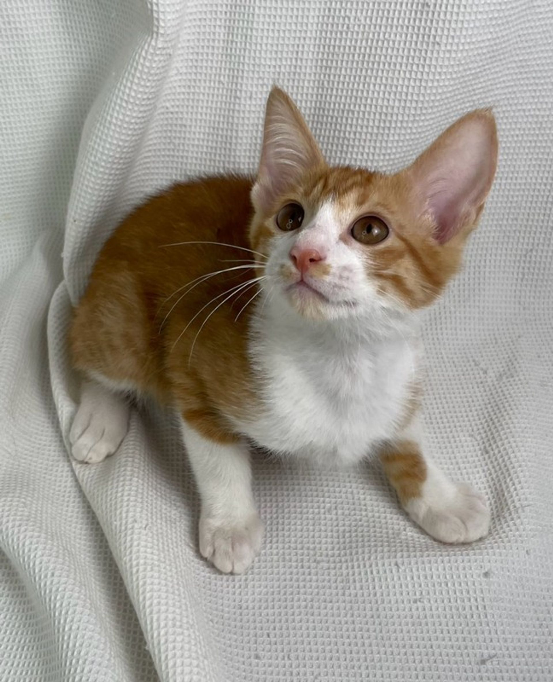 雑種（ミックス猫）・オスの里親募集の写真