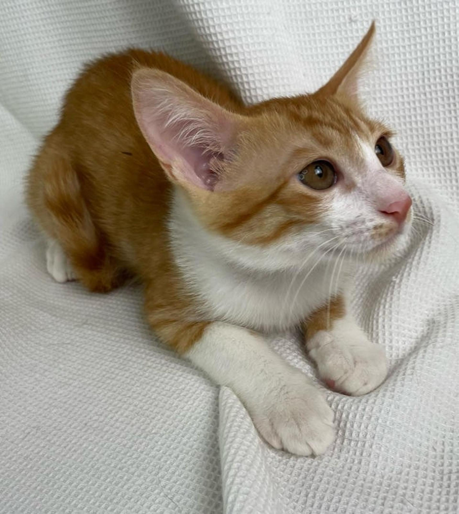 pet-image-3