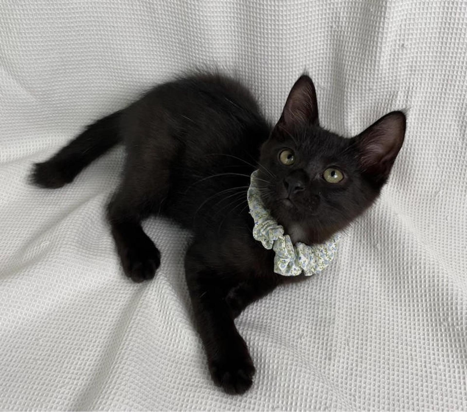 pet-image-4