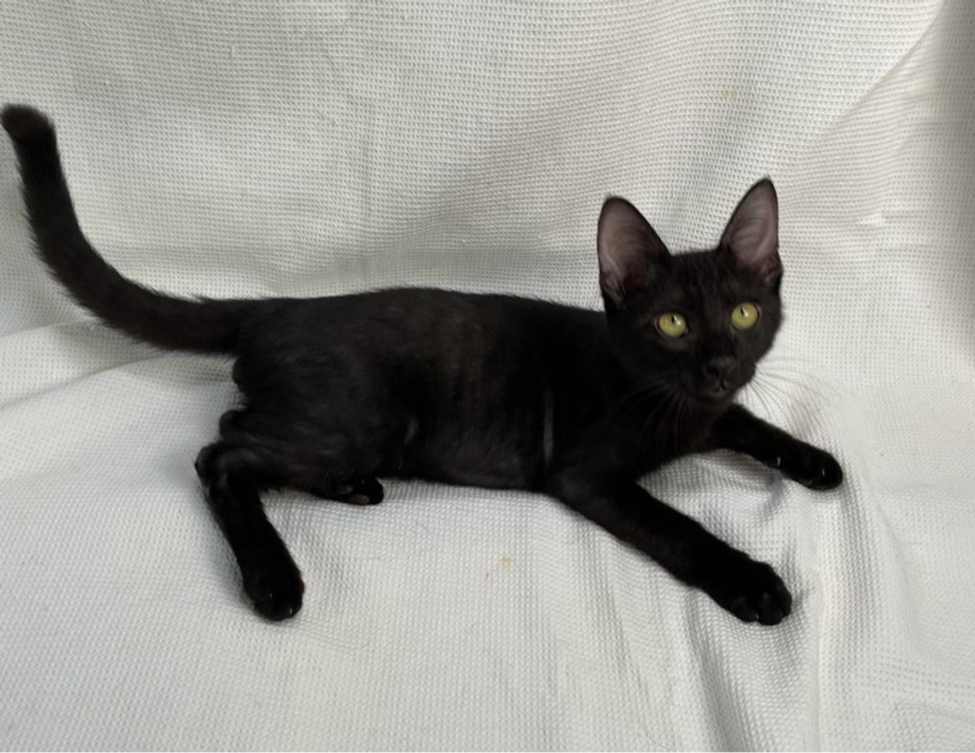 pet-image-3