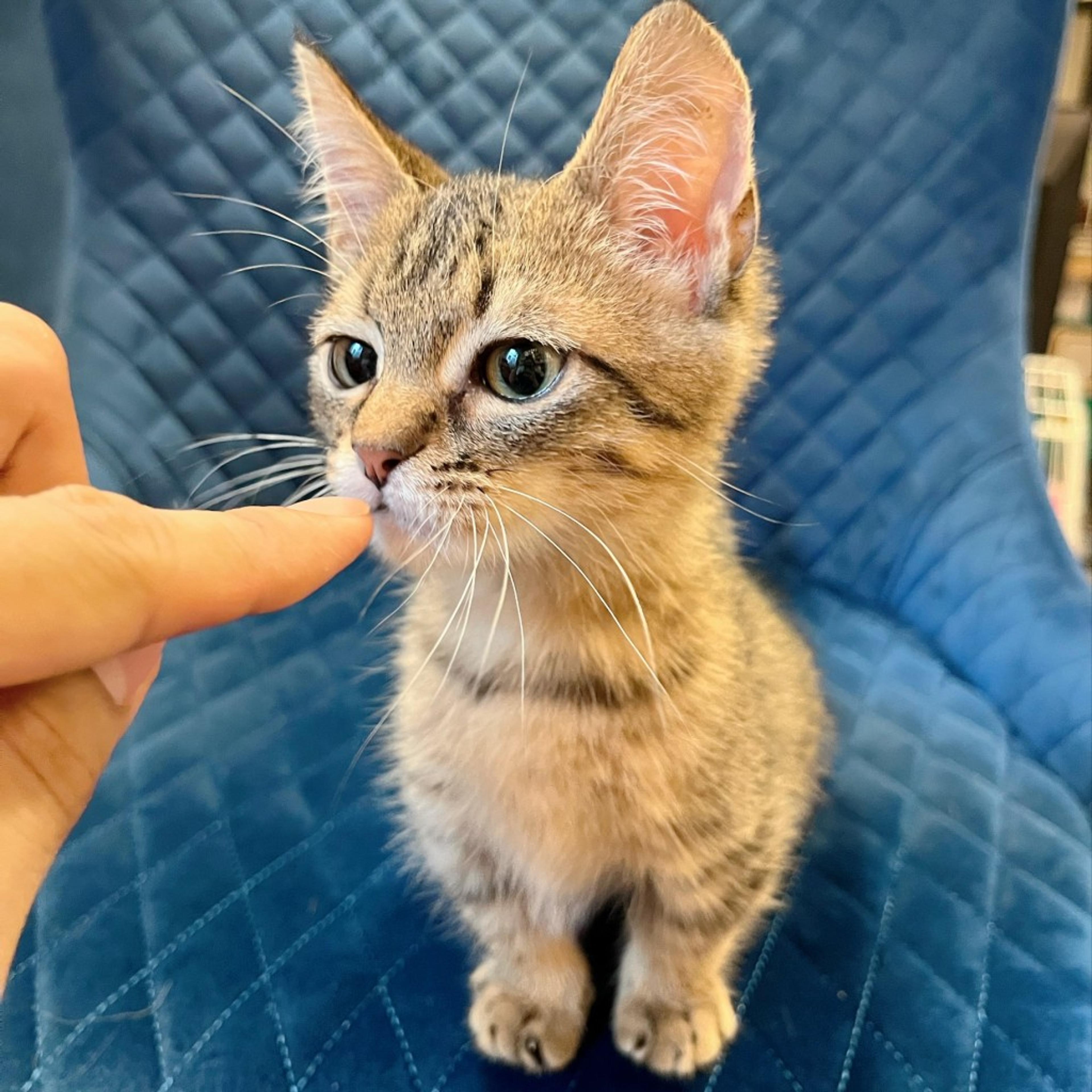 pet-image-4