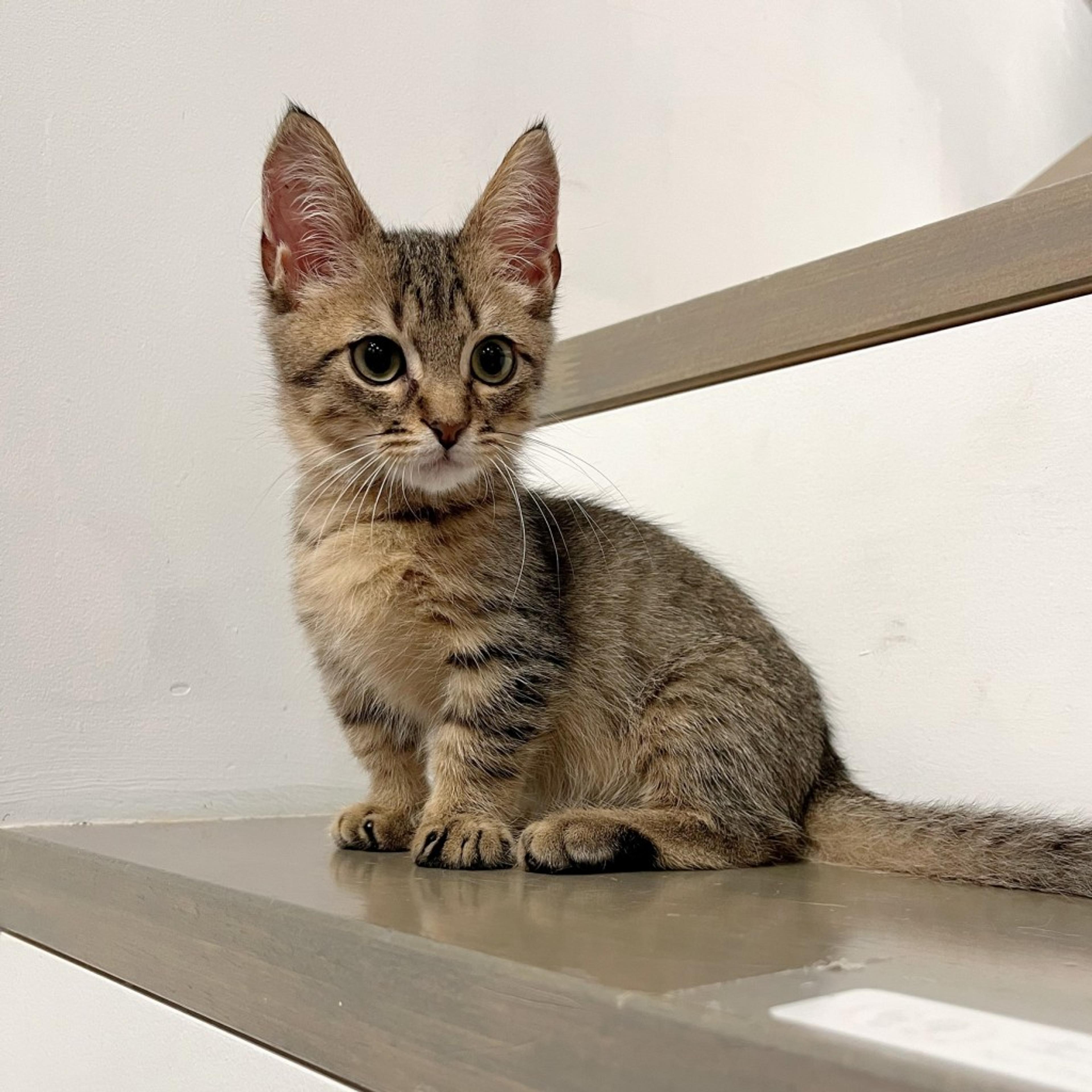 pet-image-6