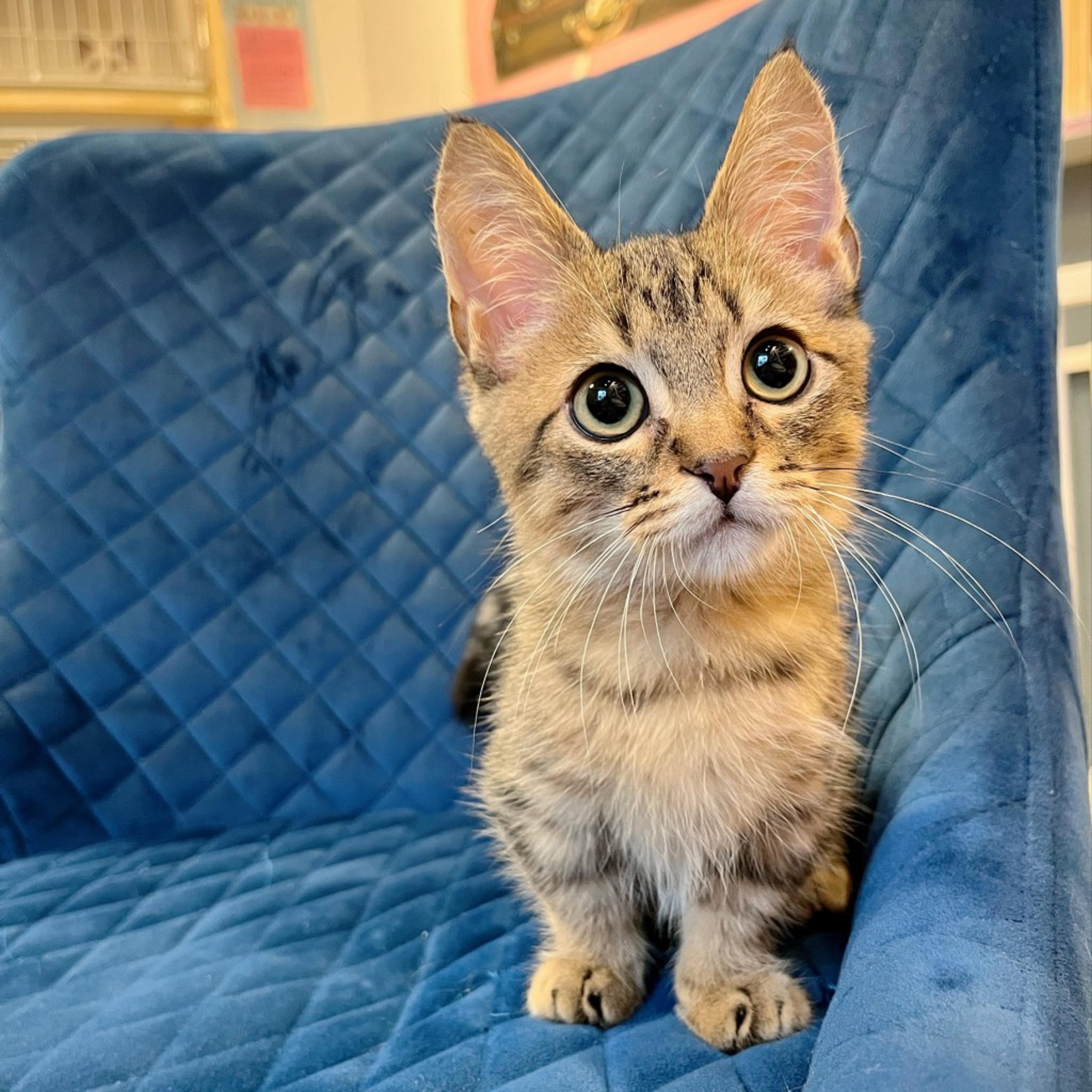 pet-image-2