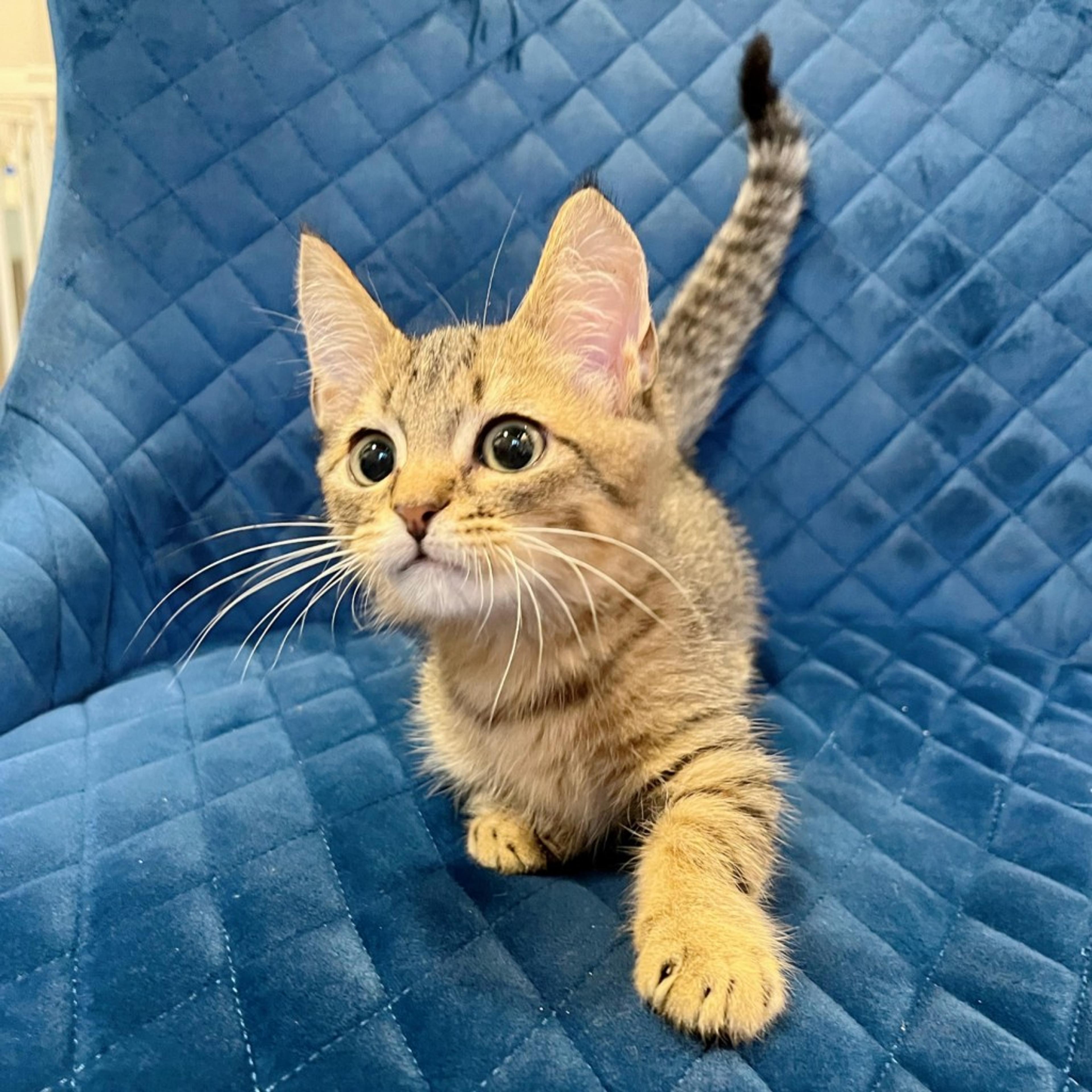 pet-image-3