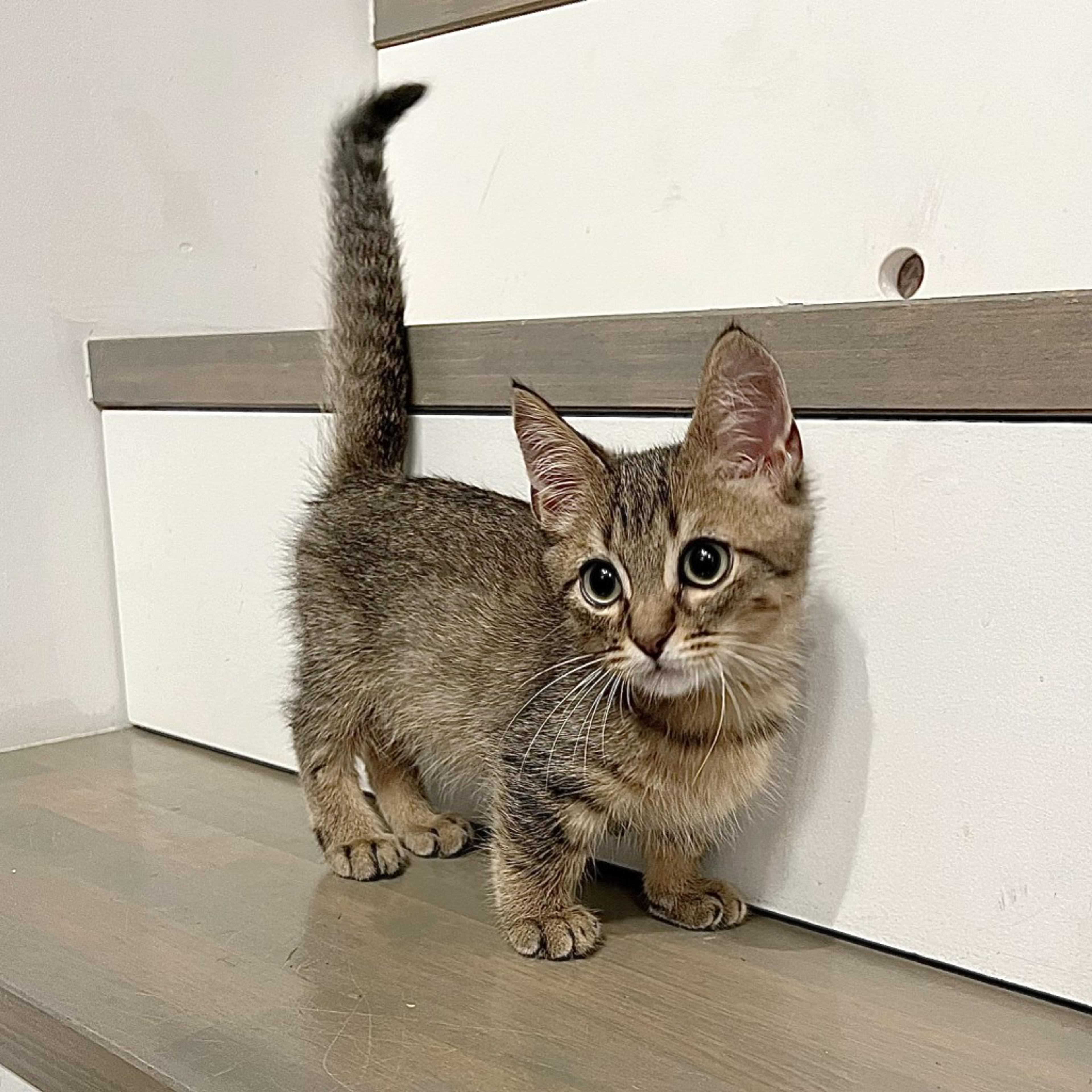 pet-image-5