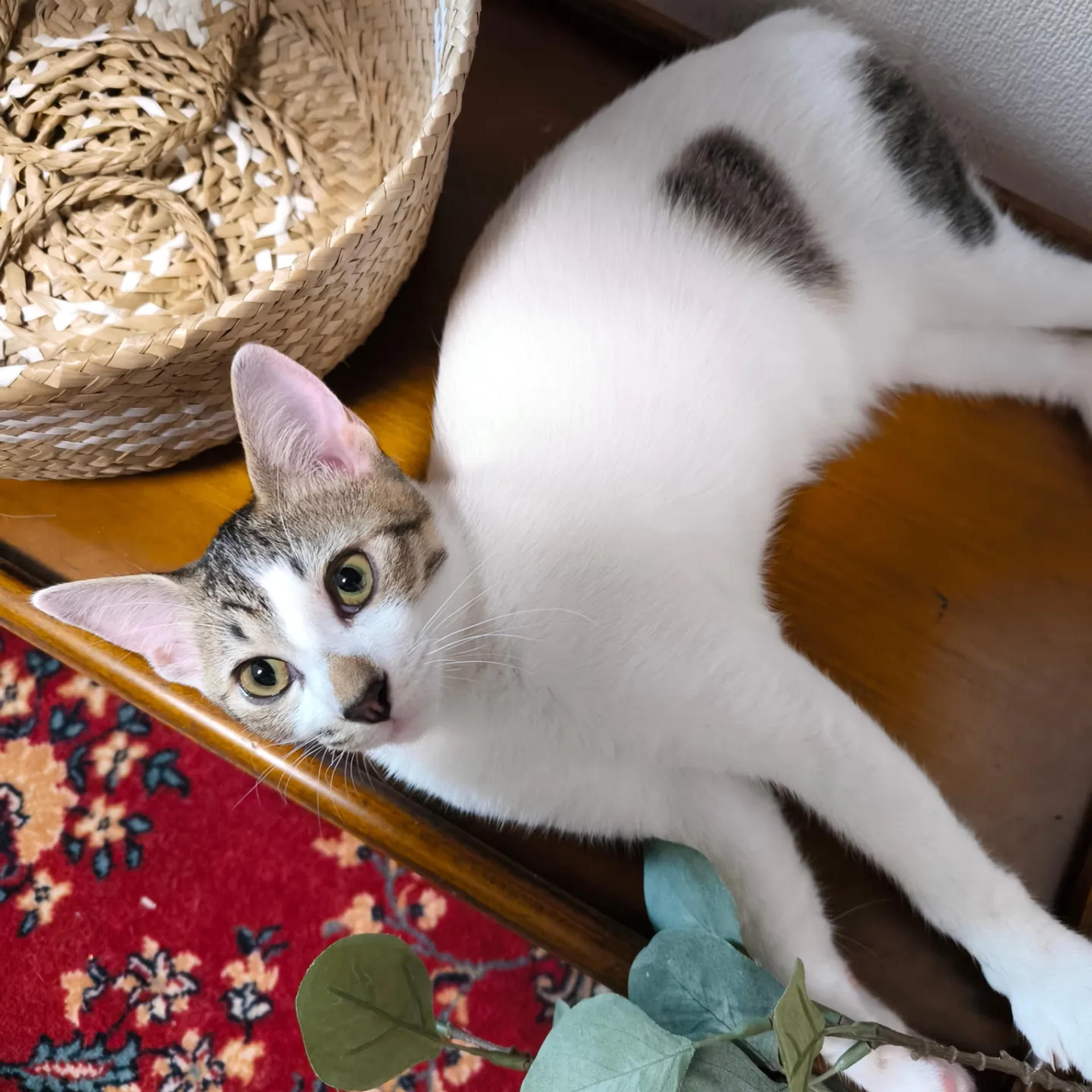 pet-image-4