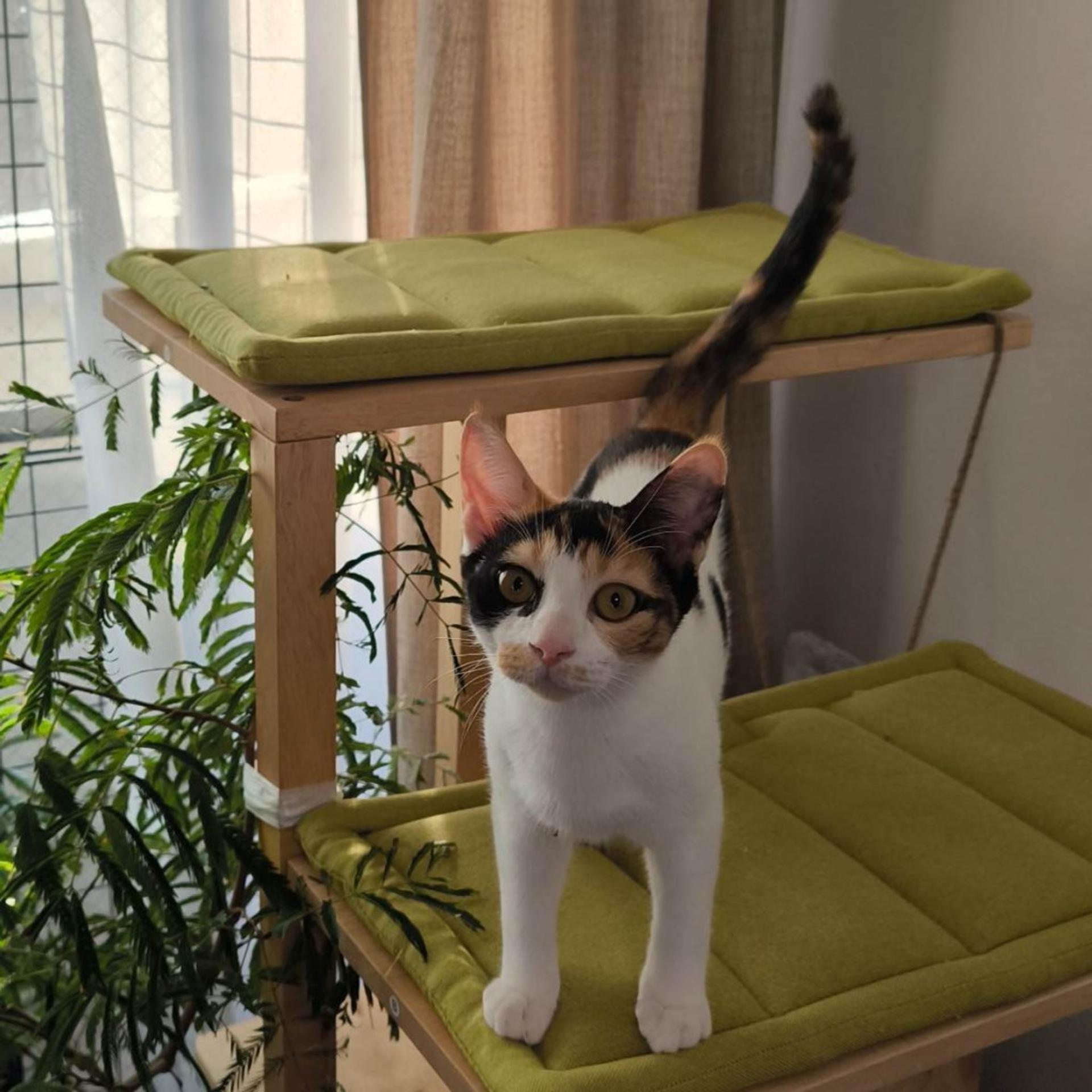pet-image-6