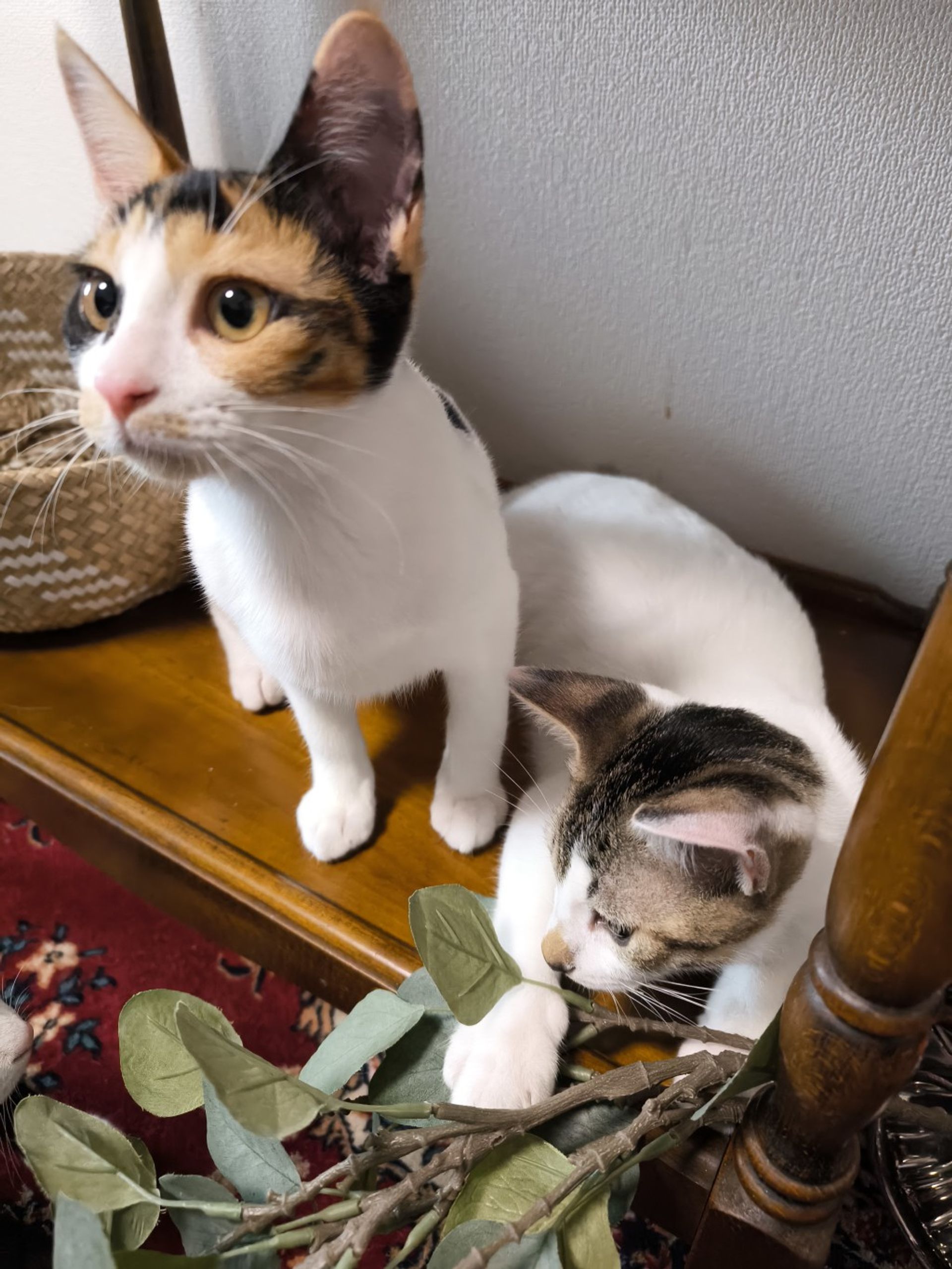 雑種（ミックス猫）・メスの里親募集の写真