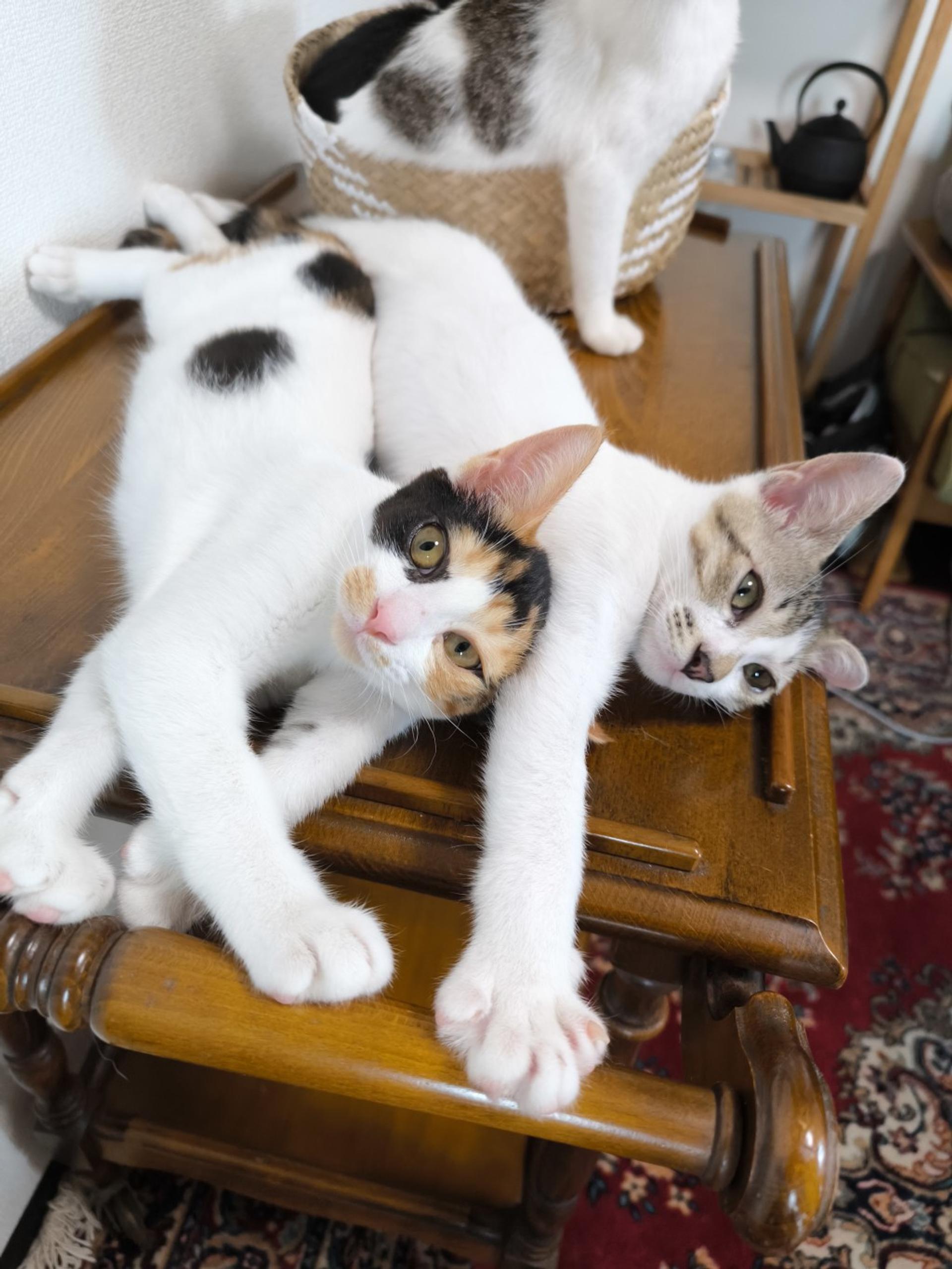 pet-image-10